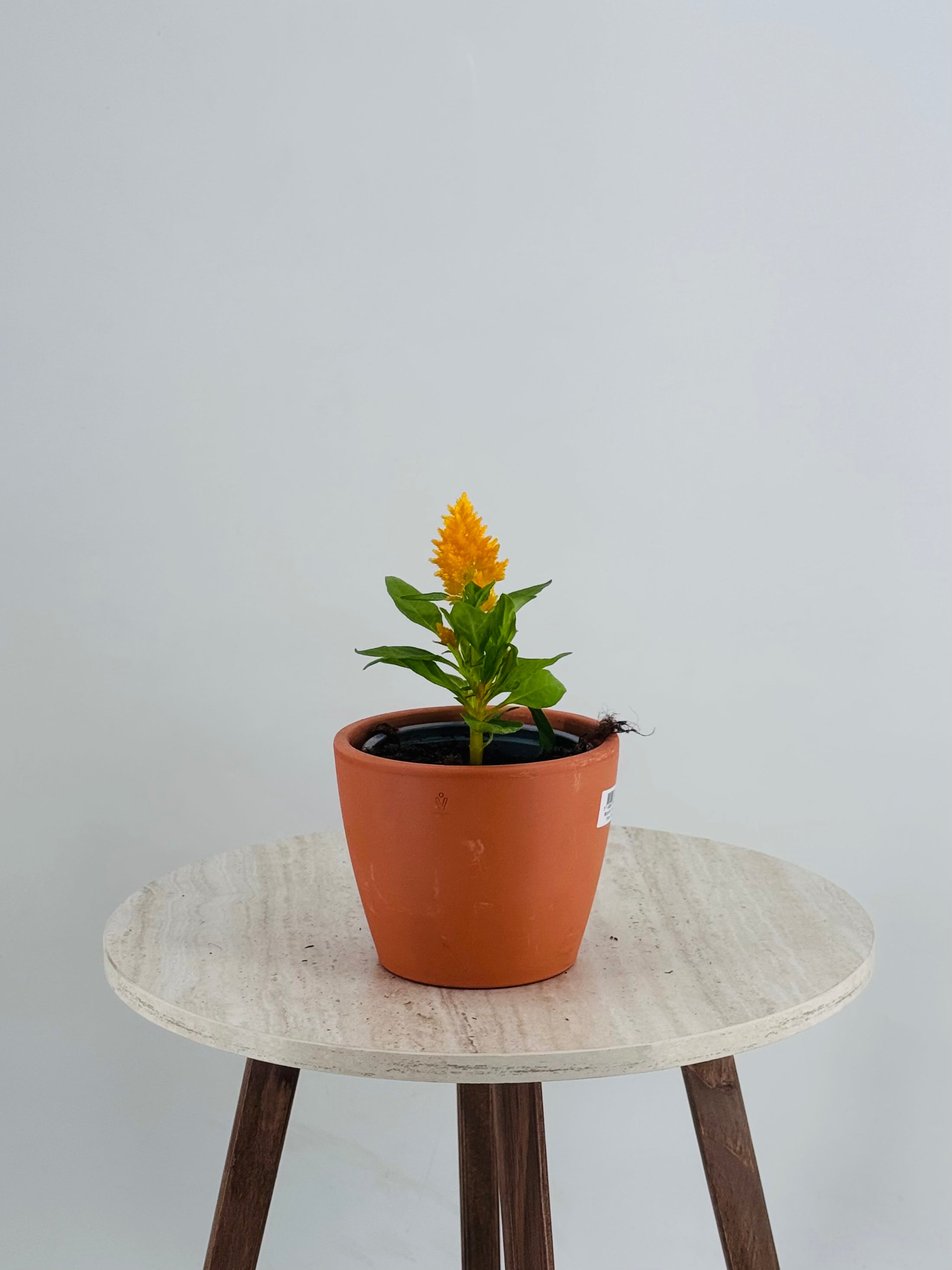 CELOSIA PLUMOSA M11
