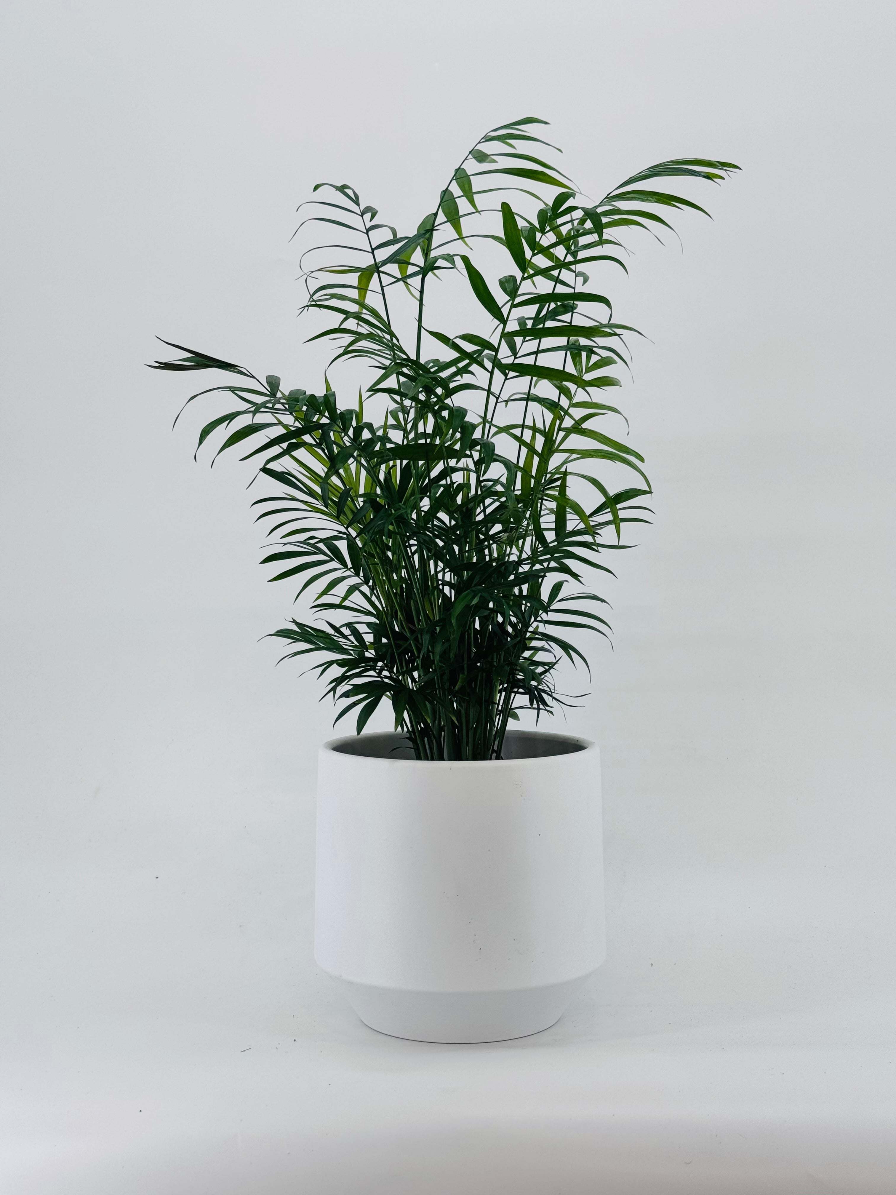 CHAMAEDOREA ELEGANS M17