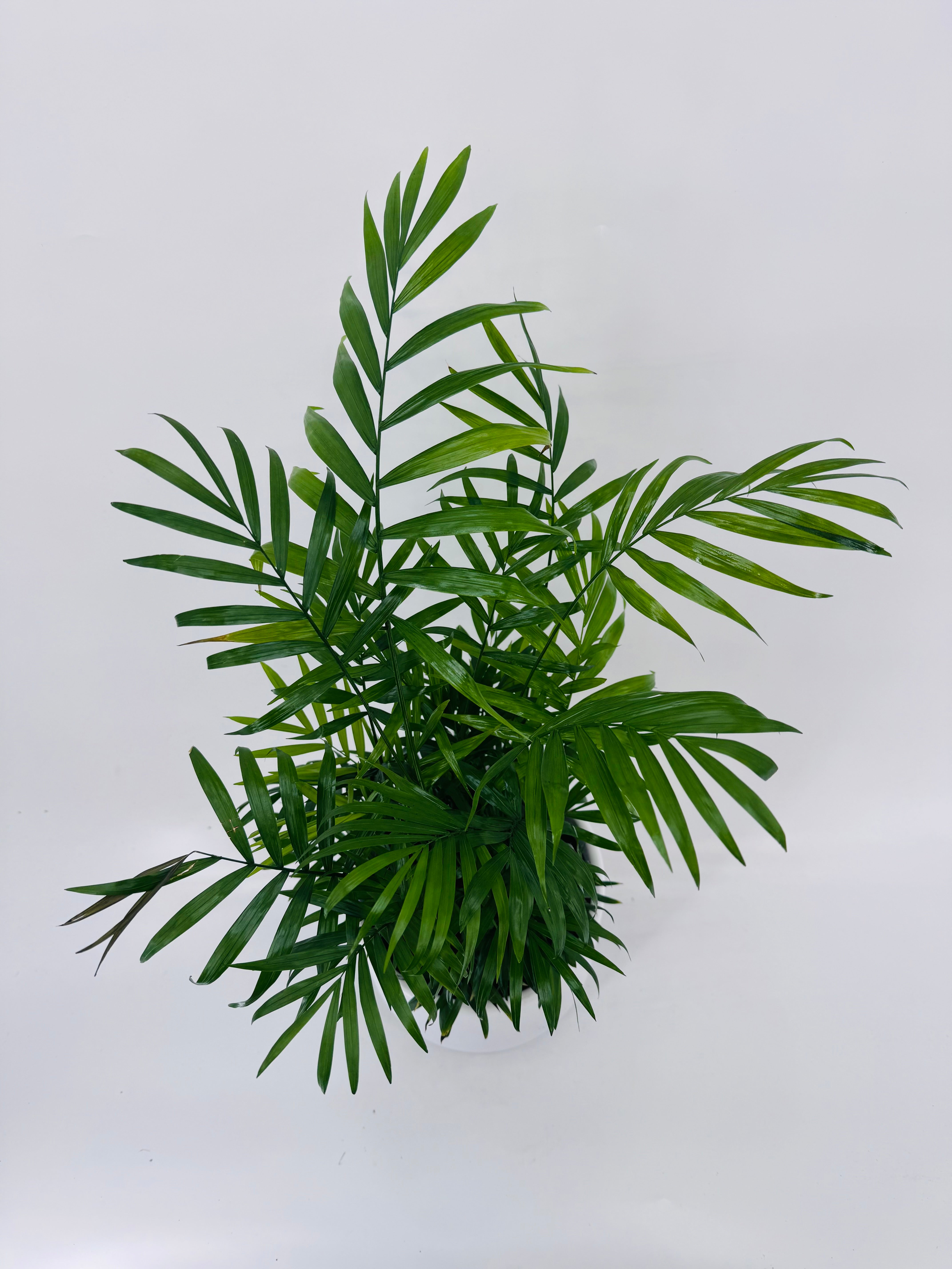 CHAMAEDOREA ELEGANS M17