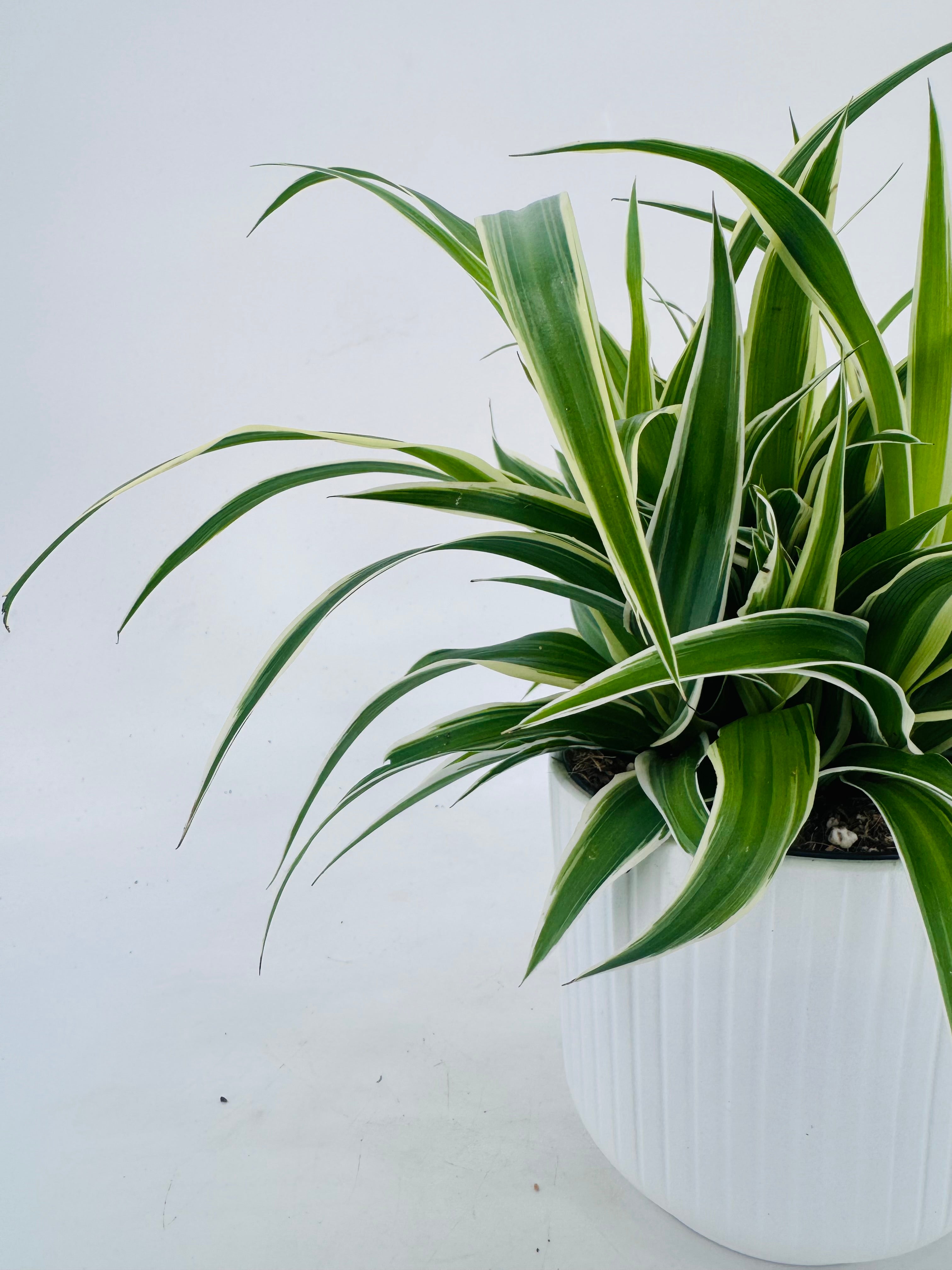 CHLOROPHYTUM CONM VITTATUM M13