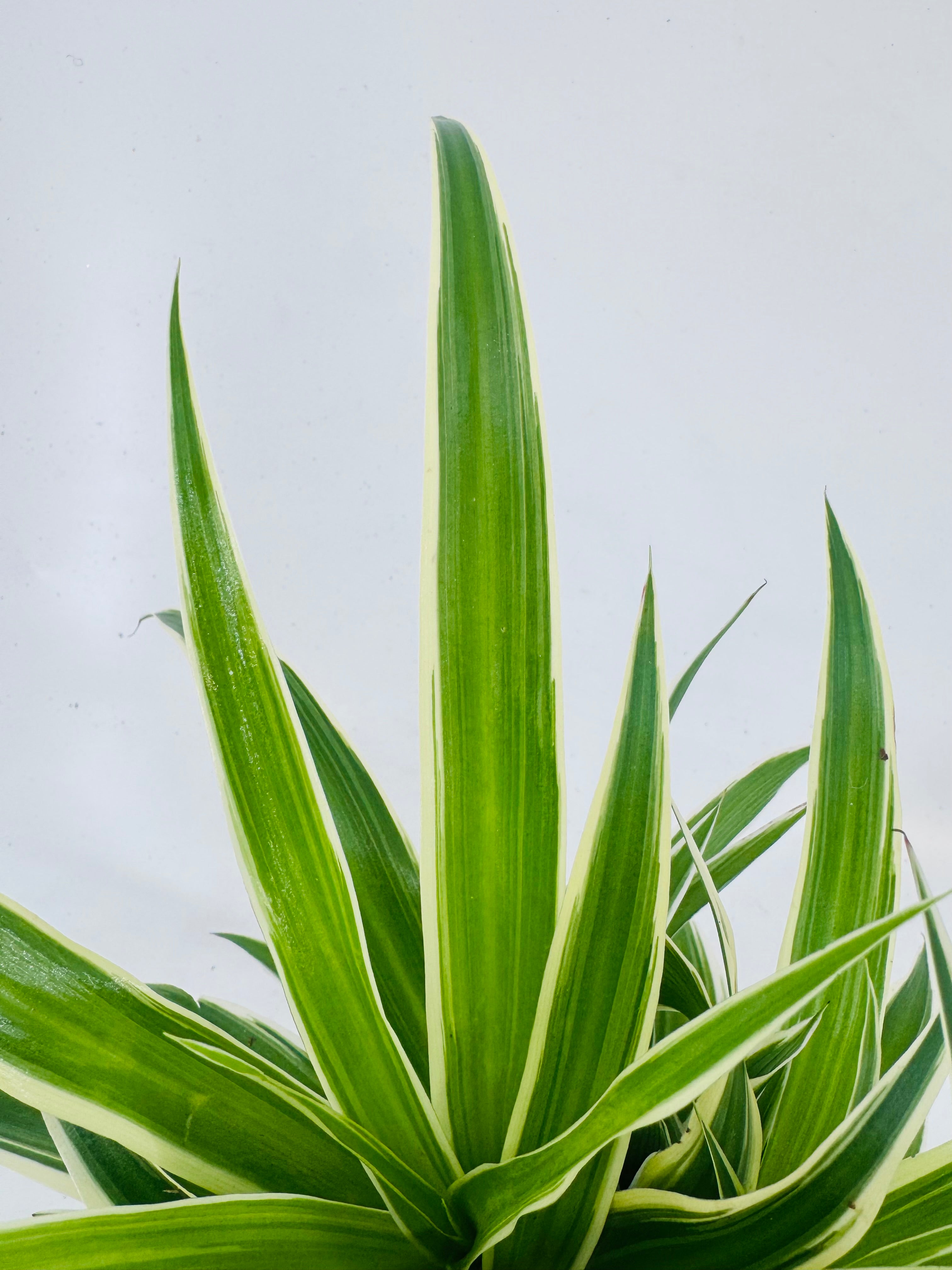 CHLOROPHYTUM CONM VITTATUM M13