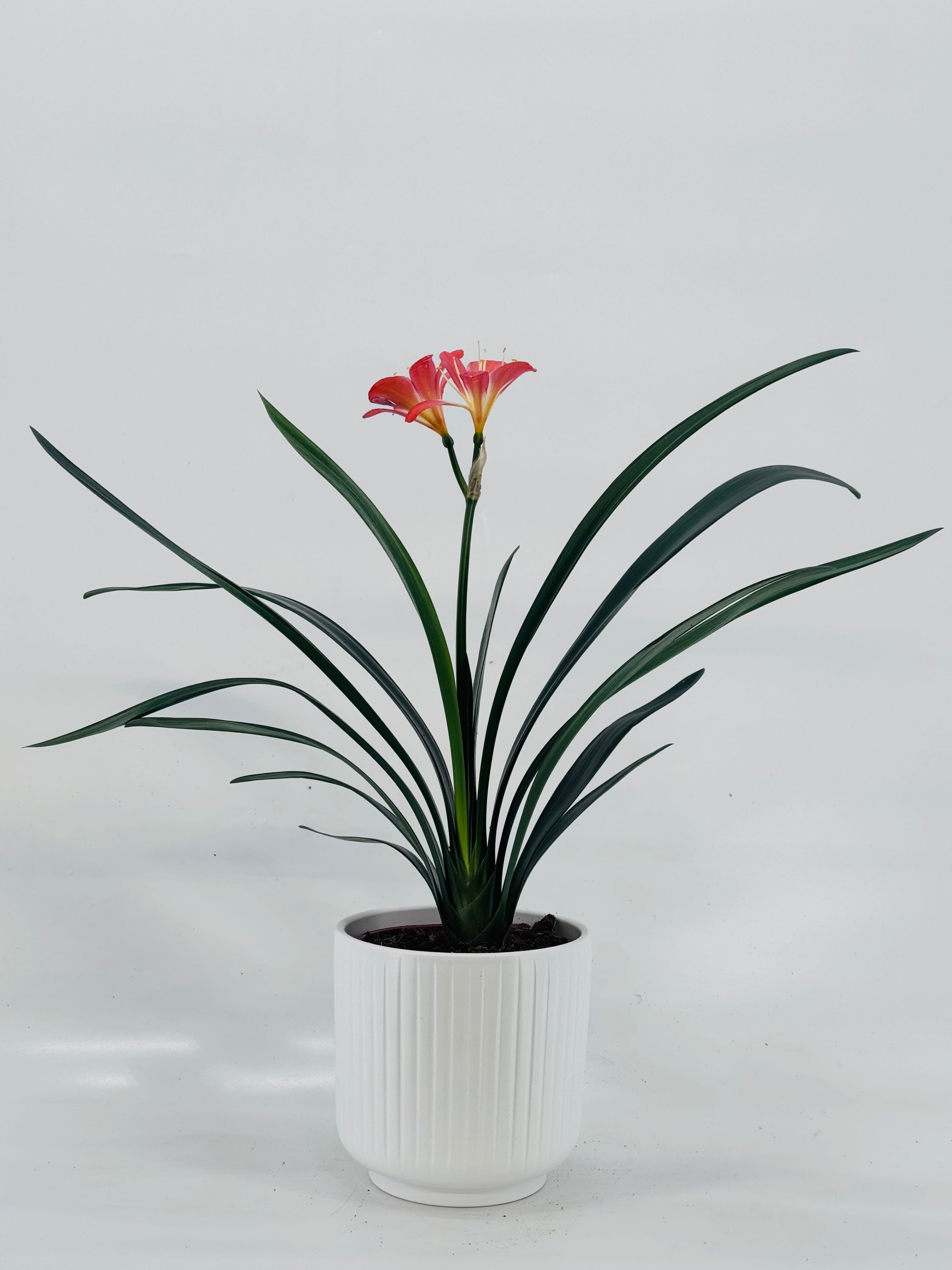 CLIVIA MANIATA NARANJA