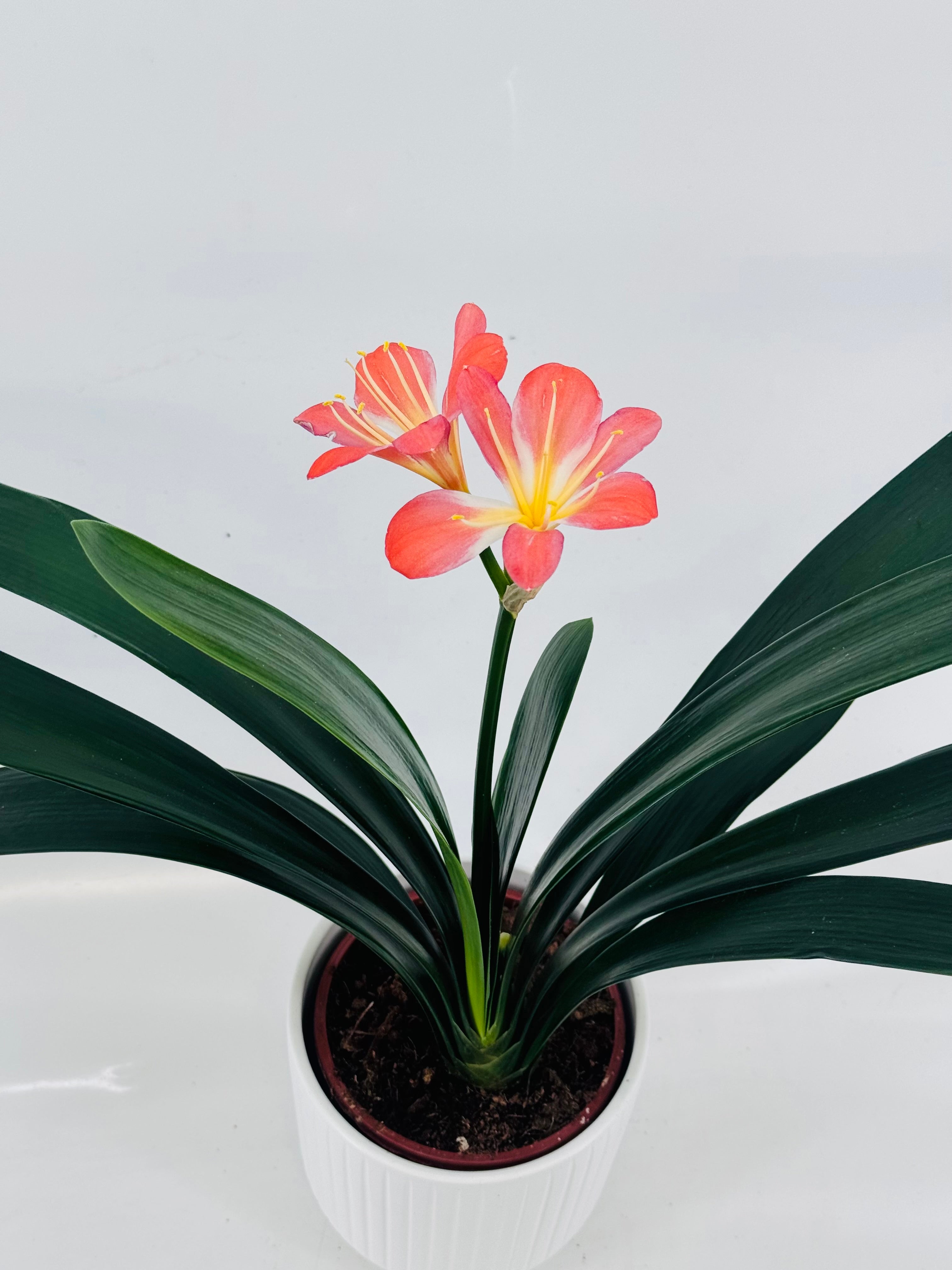 CLIVIA MANIATA NARANJA