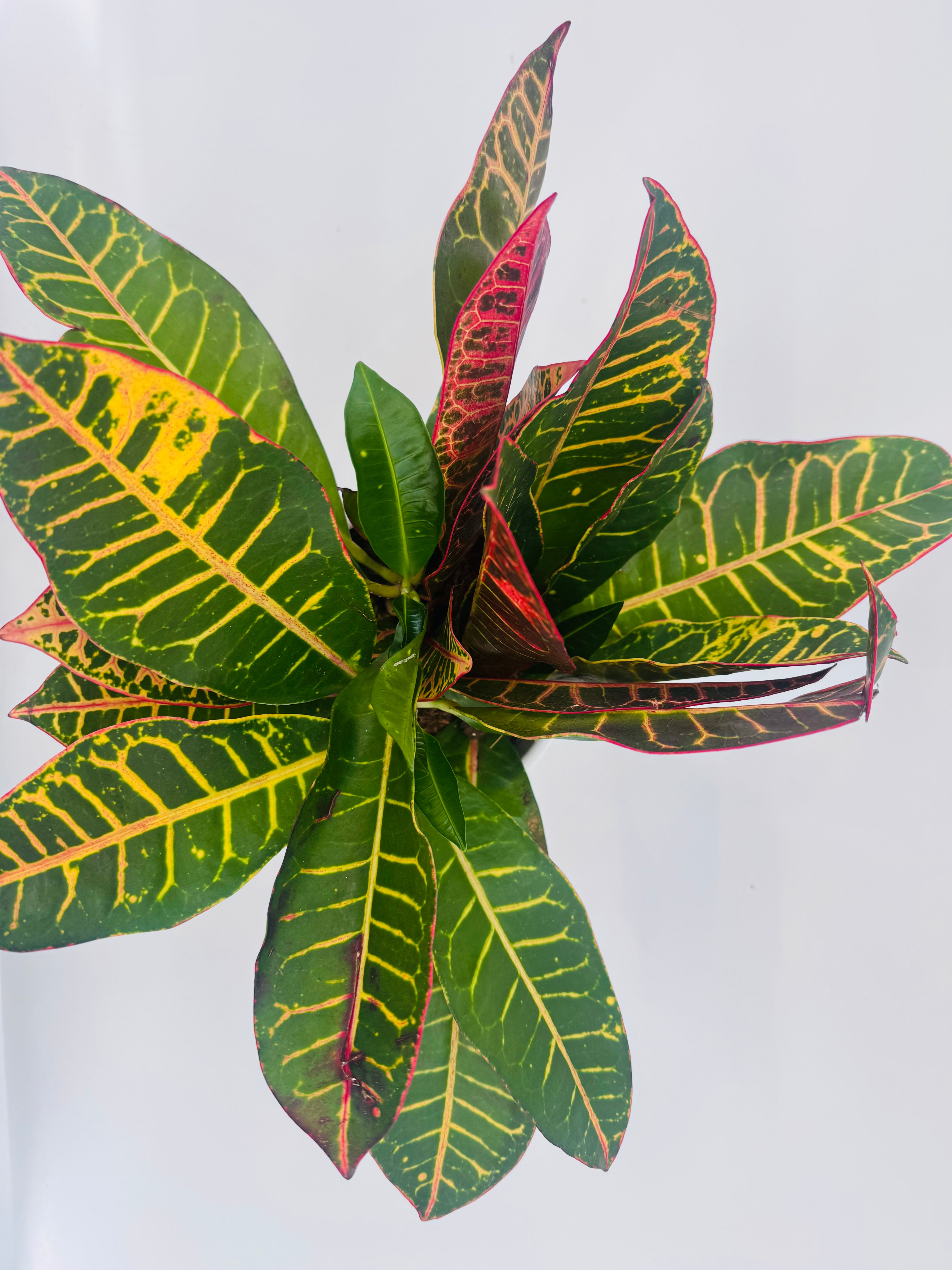 CODIAEUM MIX 3PP M12