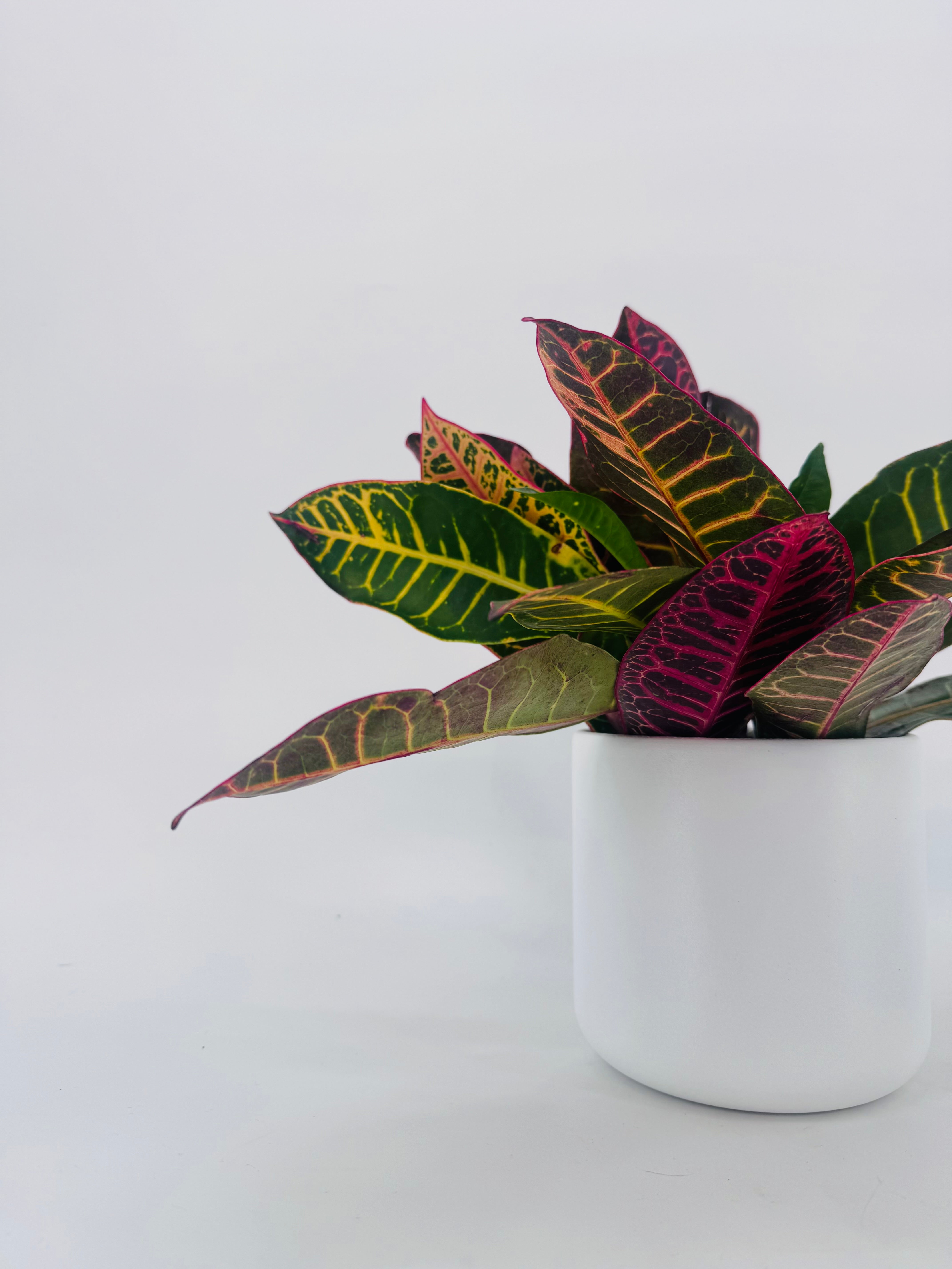 Codiaeum Mix 3PP M12 con follaje vibrante en tonos verdes, amarillos, naranjas y rojizos en maceta blanca.