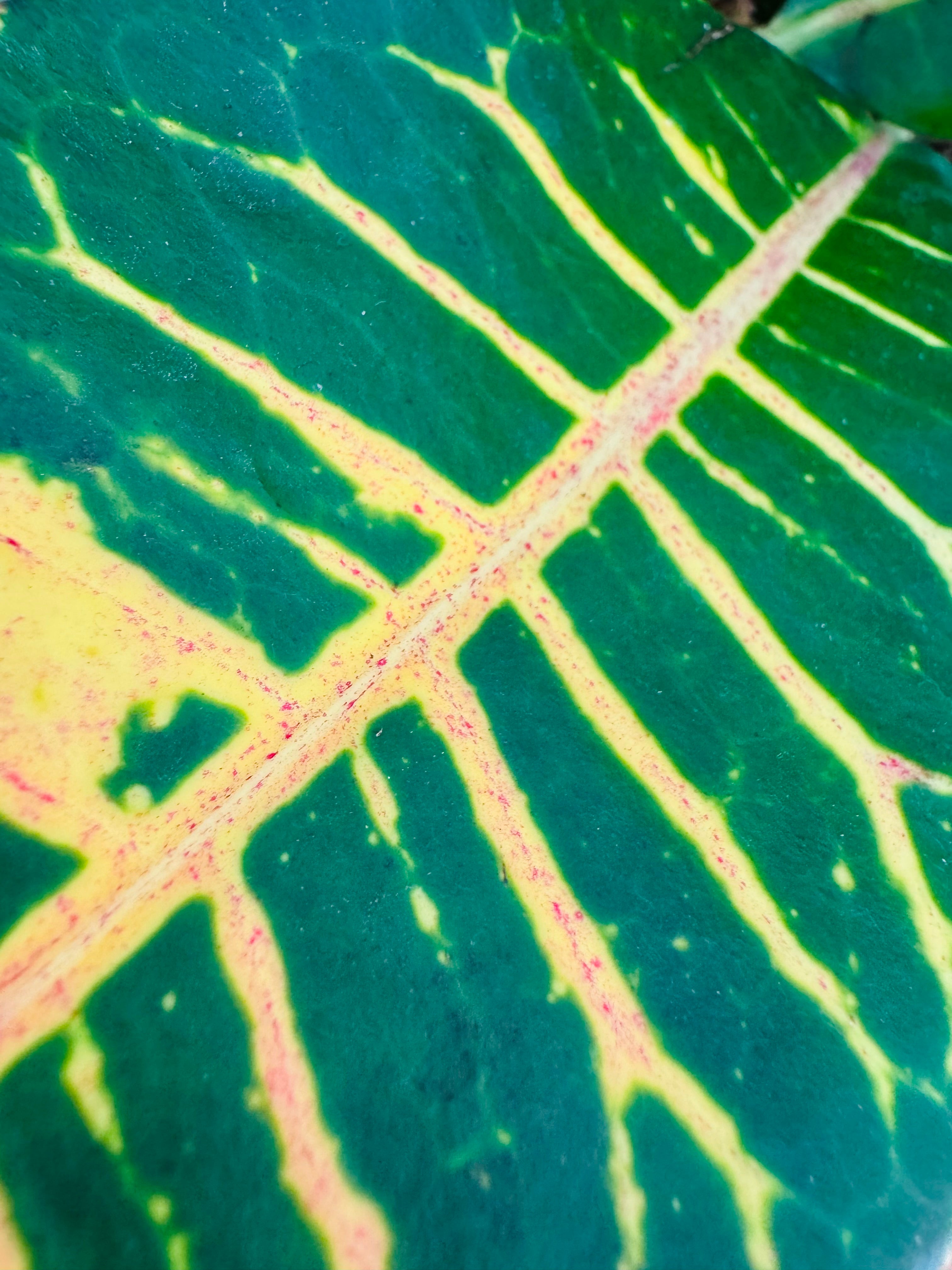 Hoja de Codiaeum (croton) con venas amarillas y rojizas sobre fondo verde oscuro.