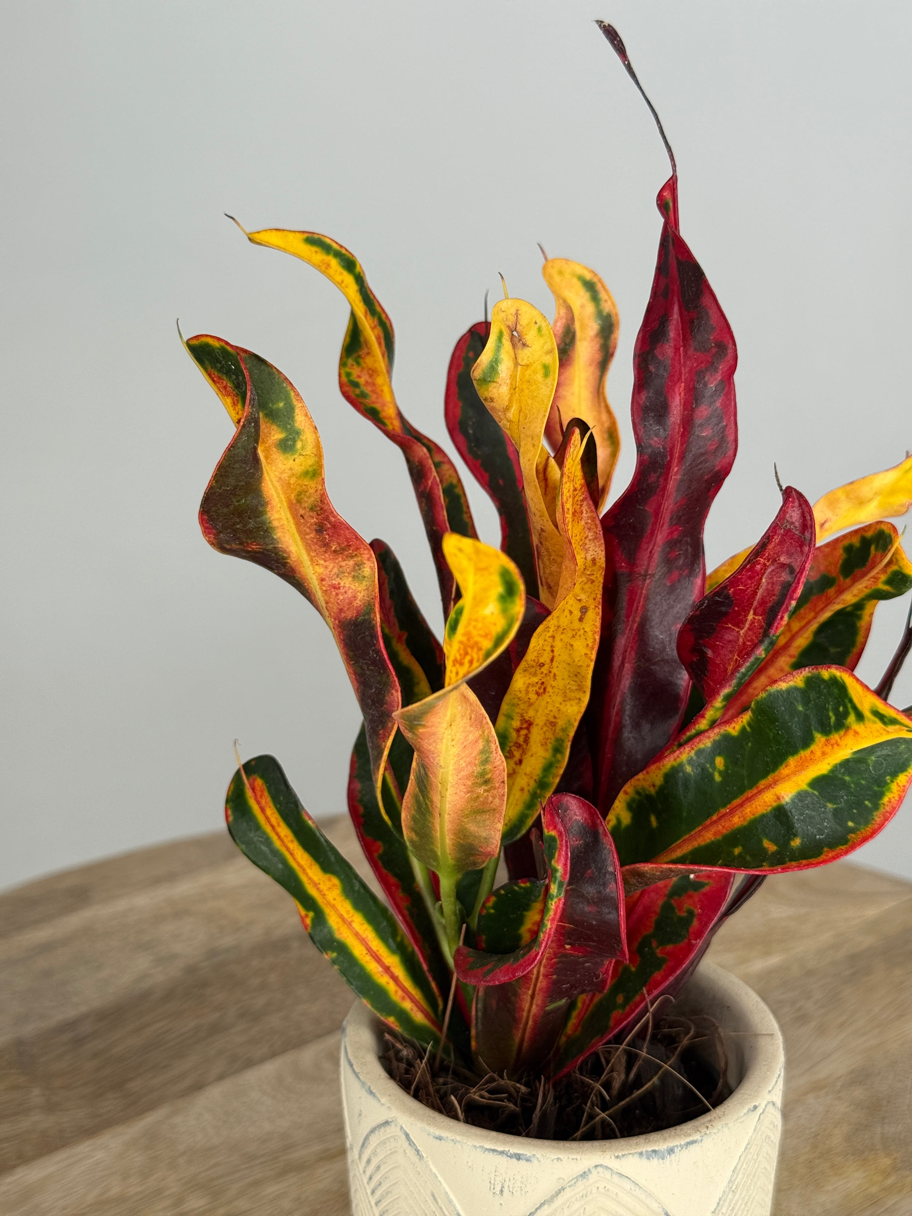 CODIAEUM VAR. MAMMI M7