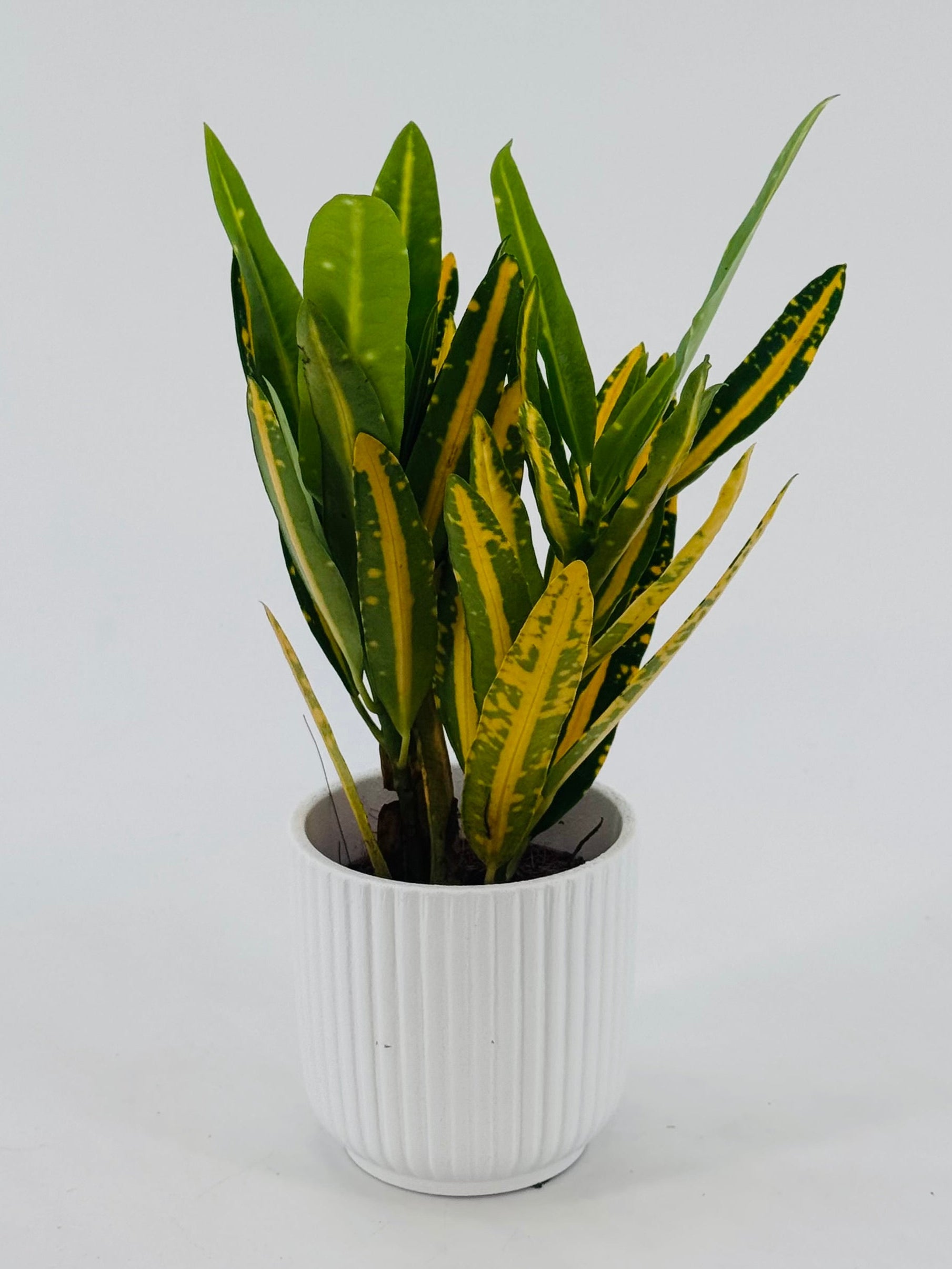 Codiaeum Mammi plant with variegated green and yellow leaves in a white ribbed ceramic pot.