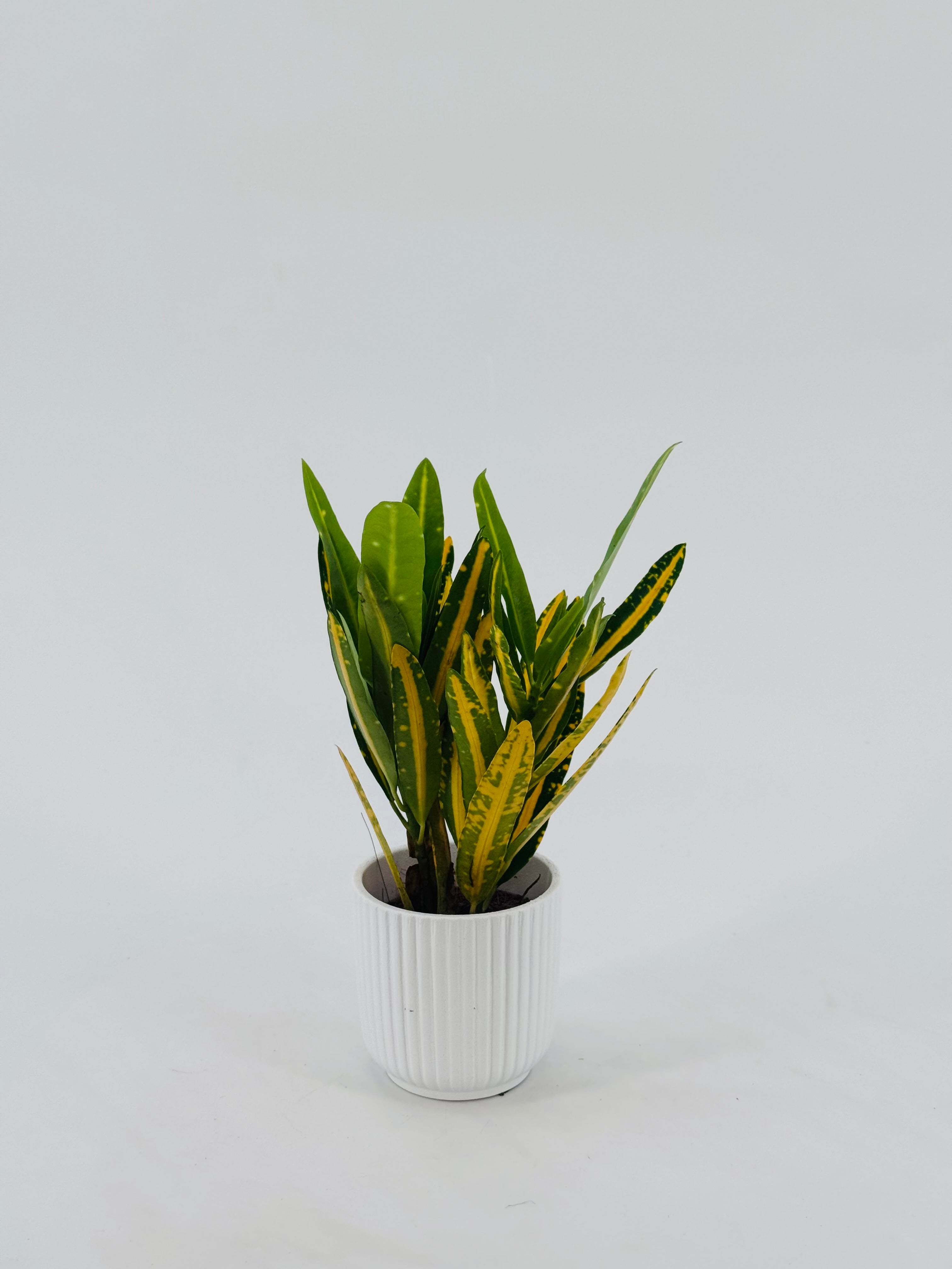 CODIAEUM VAR. MAMMI M7