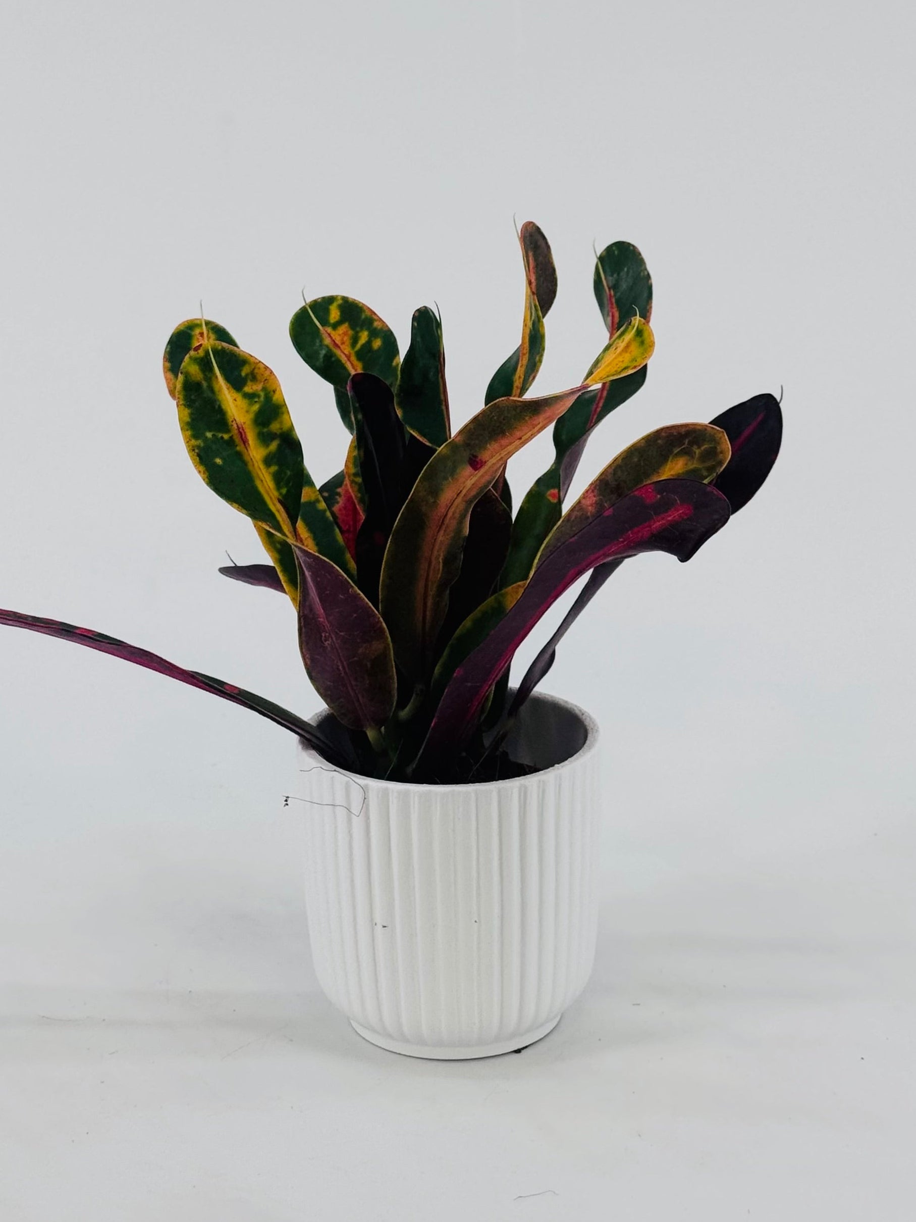 Codiaeum Mammi plant with variegated green, yellow, and purple leaves in a small, white ribbed ceramic pot.