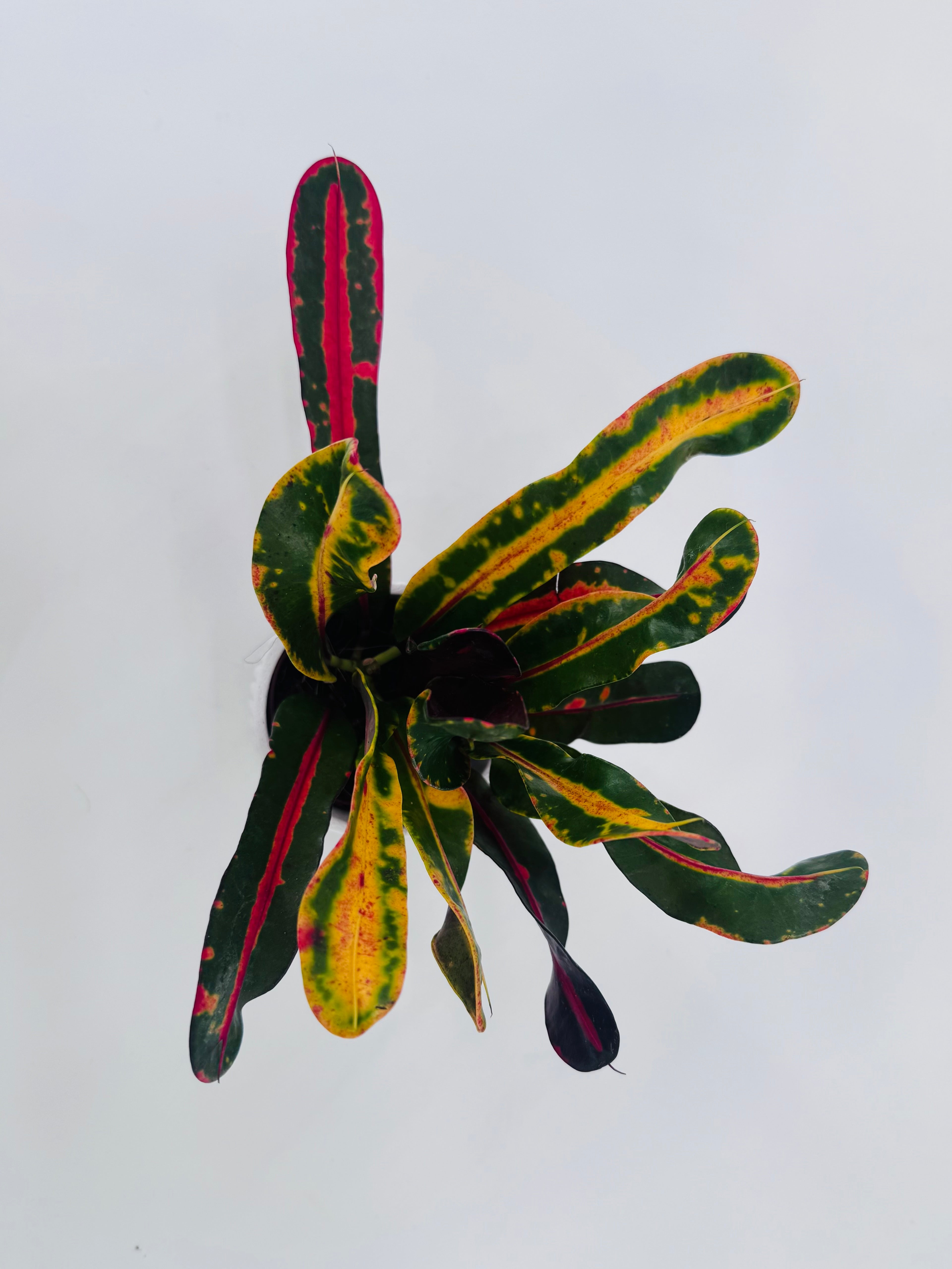 Codiaeum Mammi plant with long, twisted leaves featuring vibrant green, yellow, and deep red variegated patterns.
