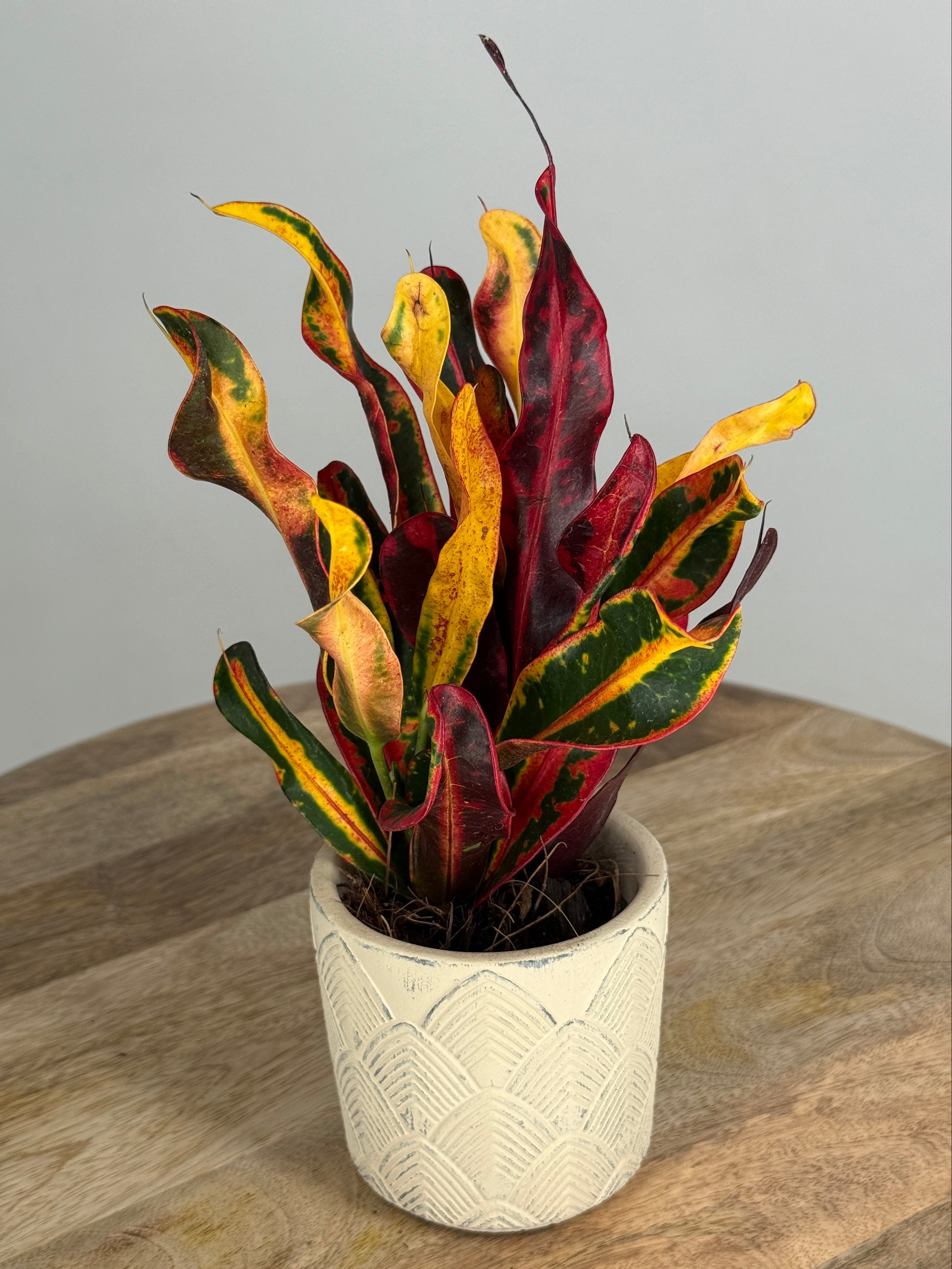 CODIAEUM VAR. MAMMI M7