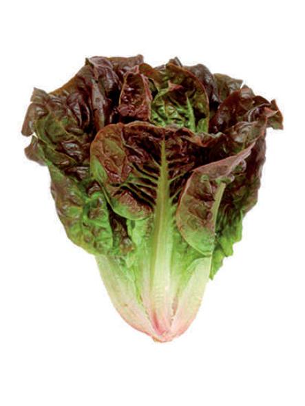 COGOLLO ROJO IRATXE BAND 12UND