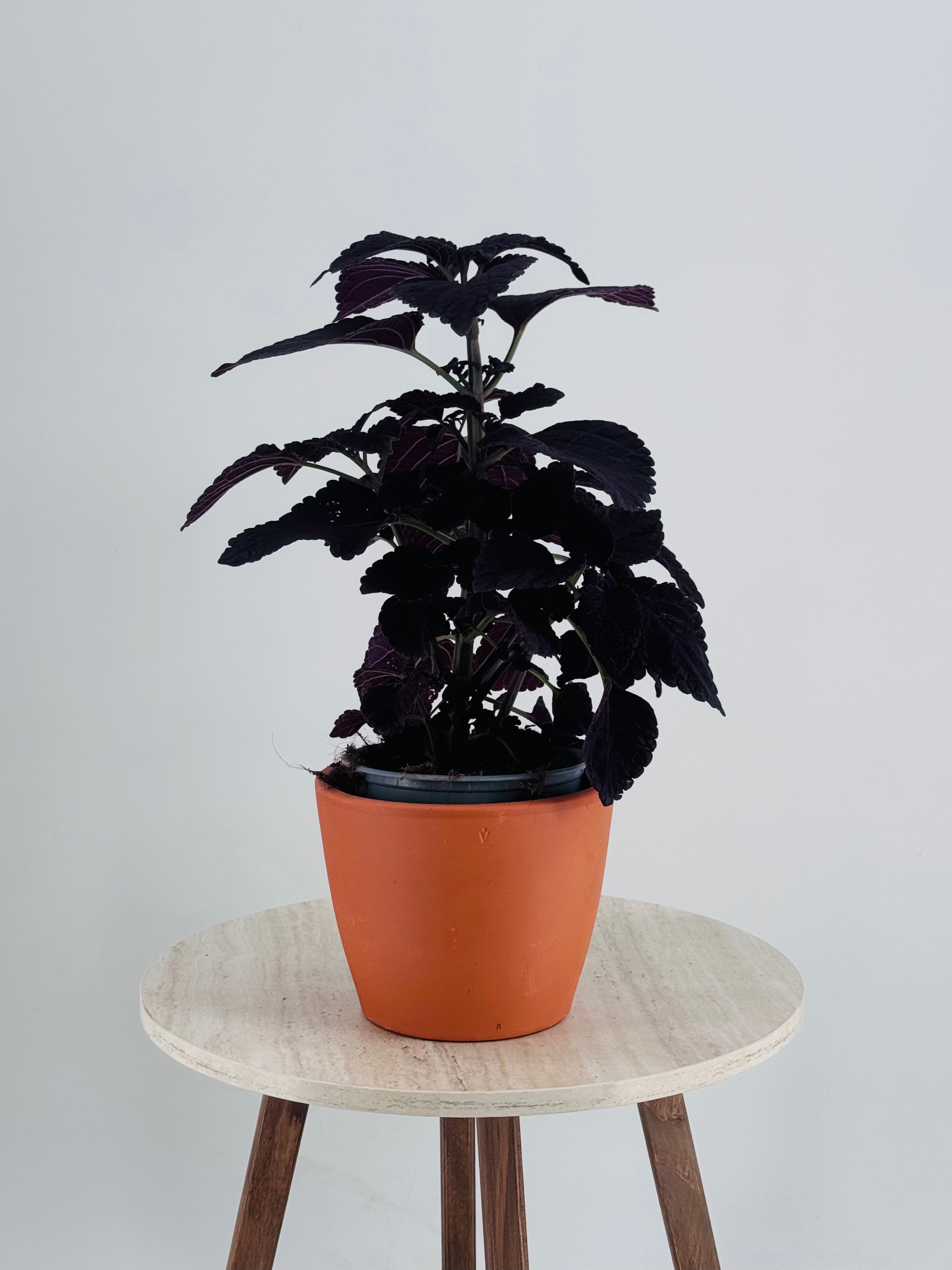 COLEUS M13
