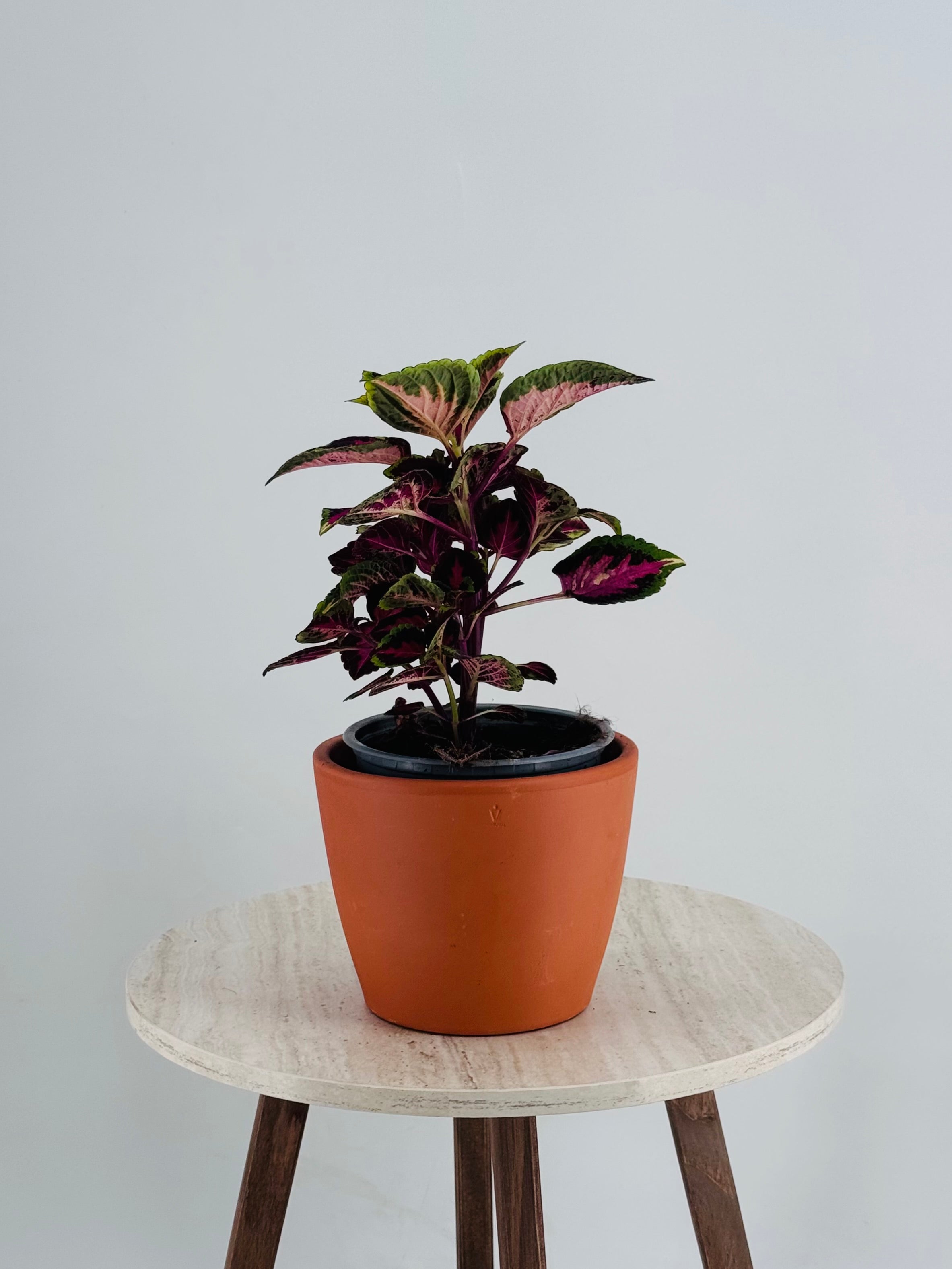COLEUS M13