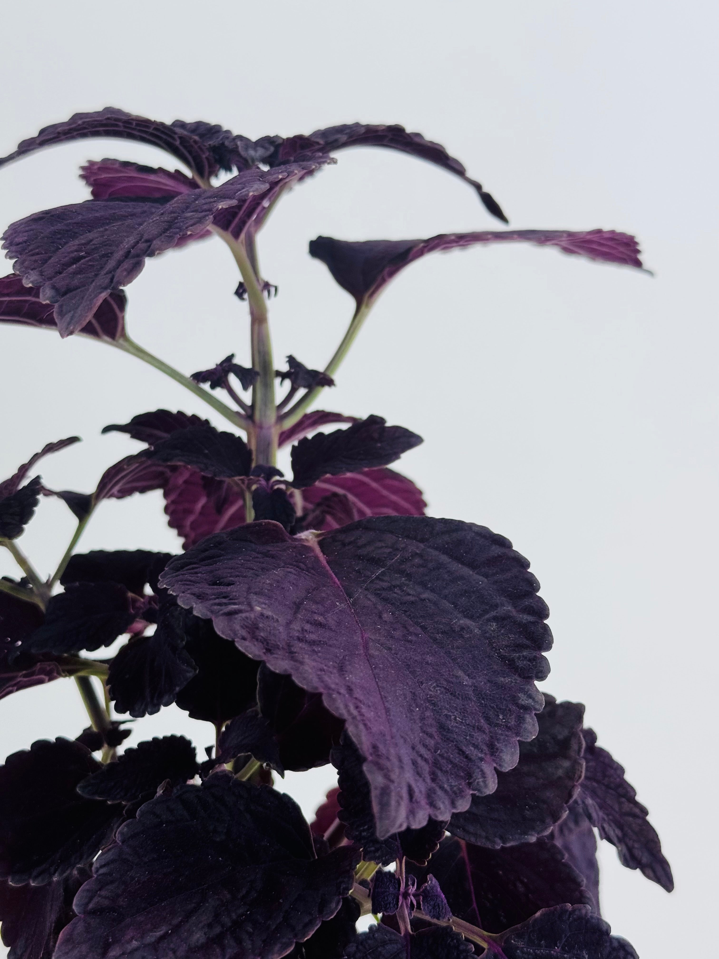 COLEUS M13