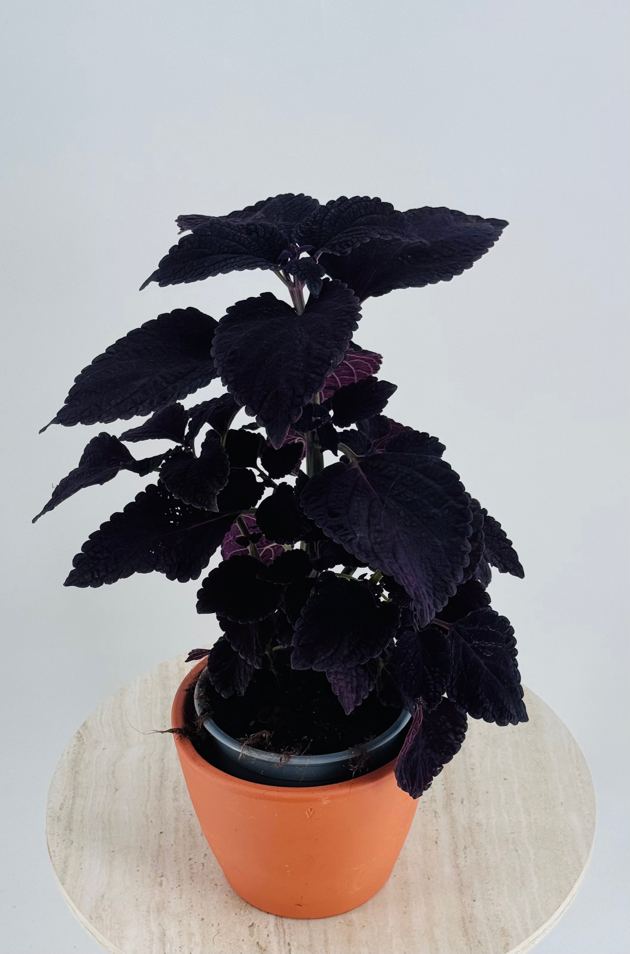 COLEUS M13