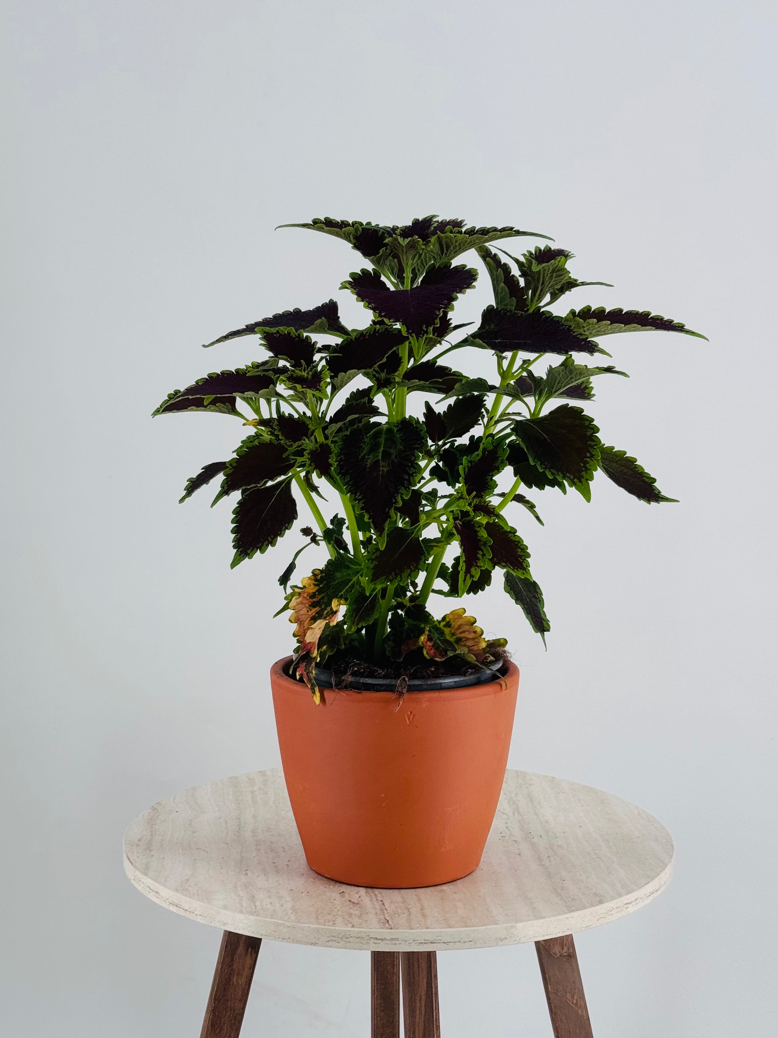 COLEUS M13