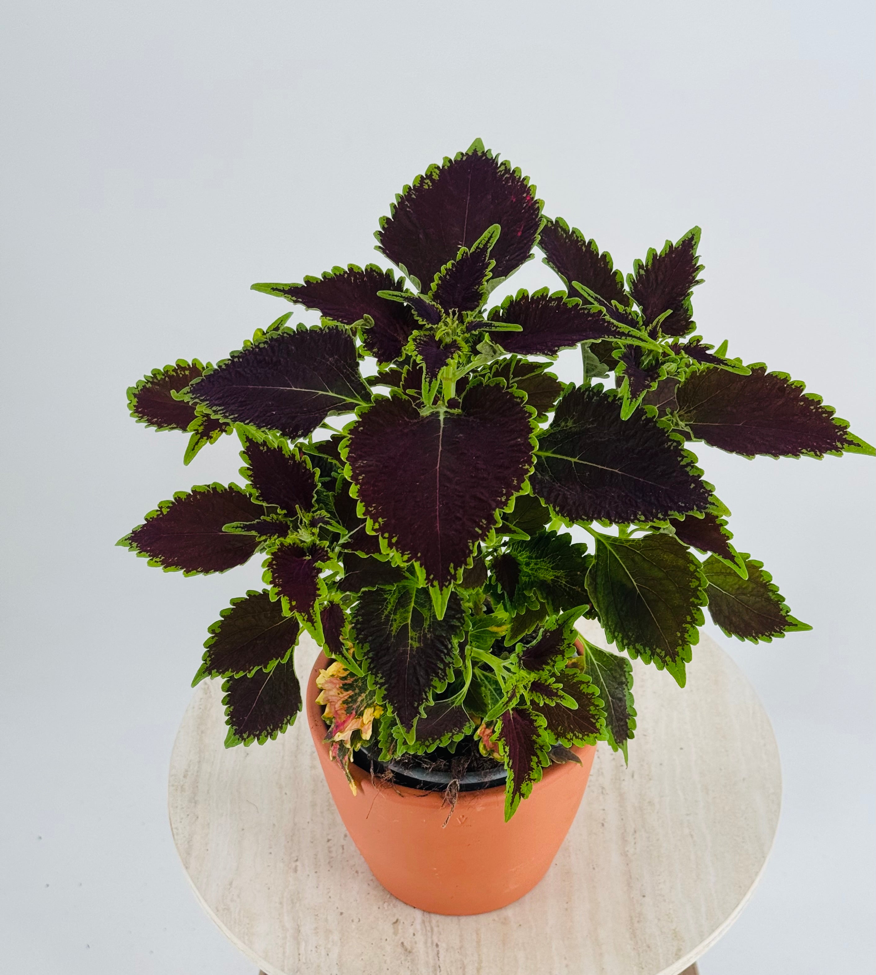 COLEUS M13
