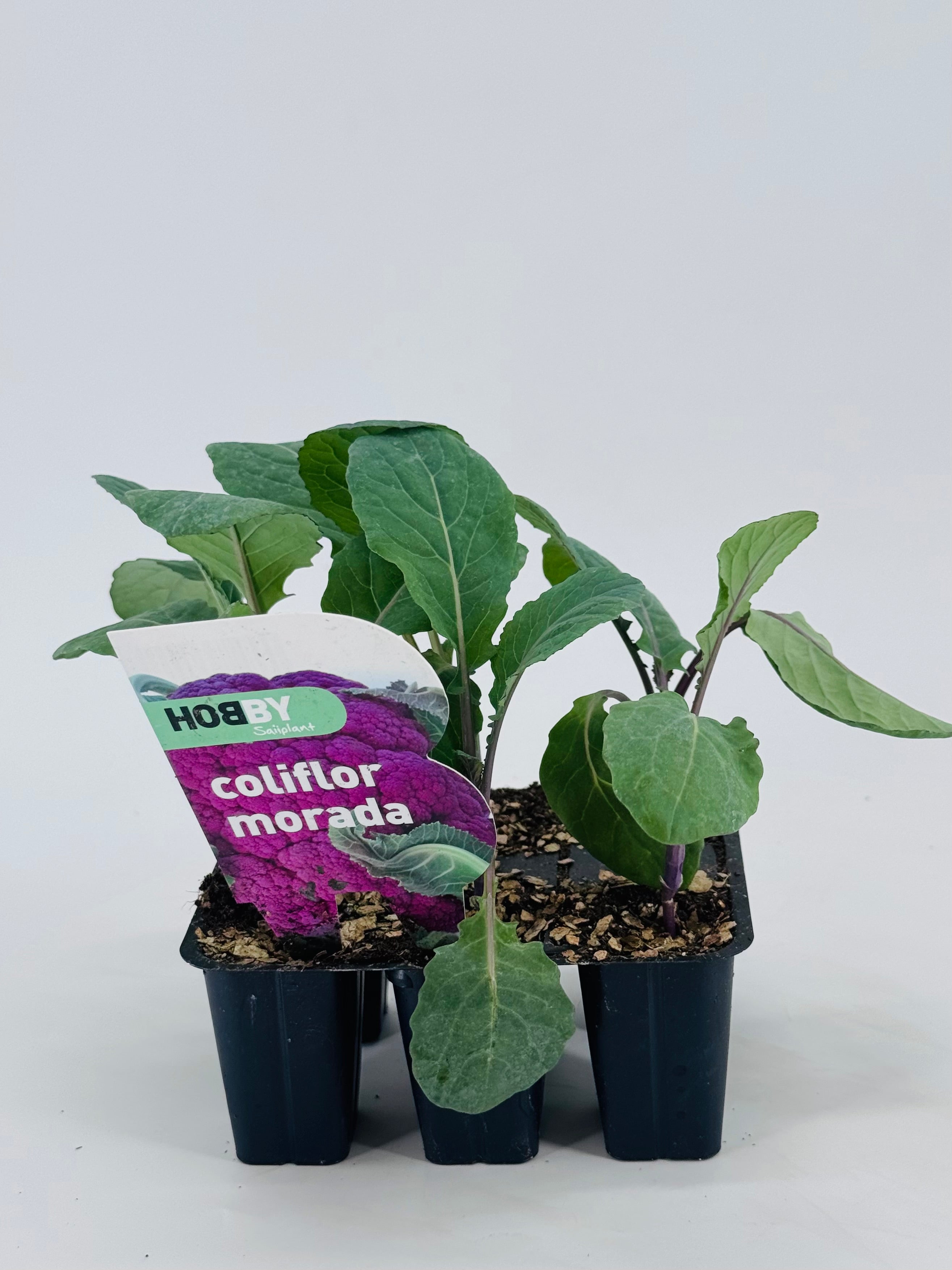 Pack de 6 plantones jóvenes de coliflor morada en macetas negras, con etiqueta "HOBBY coliflor morada".