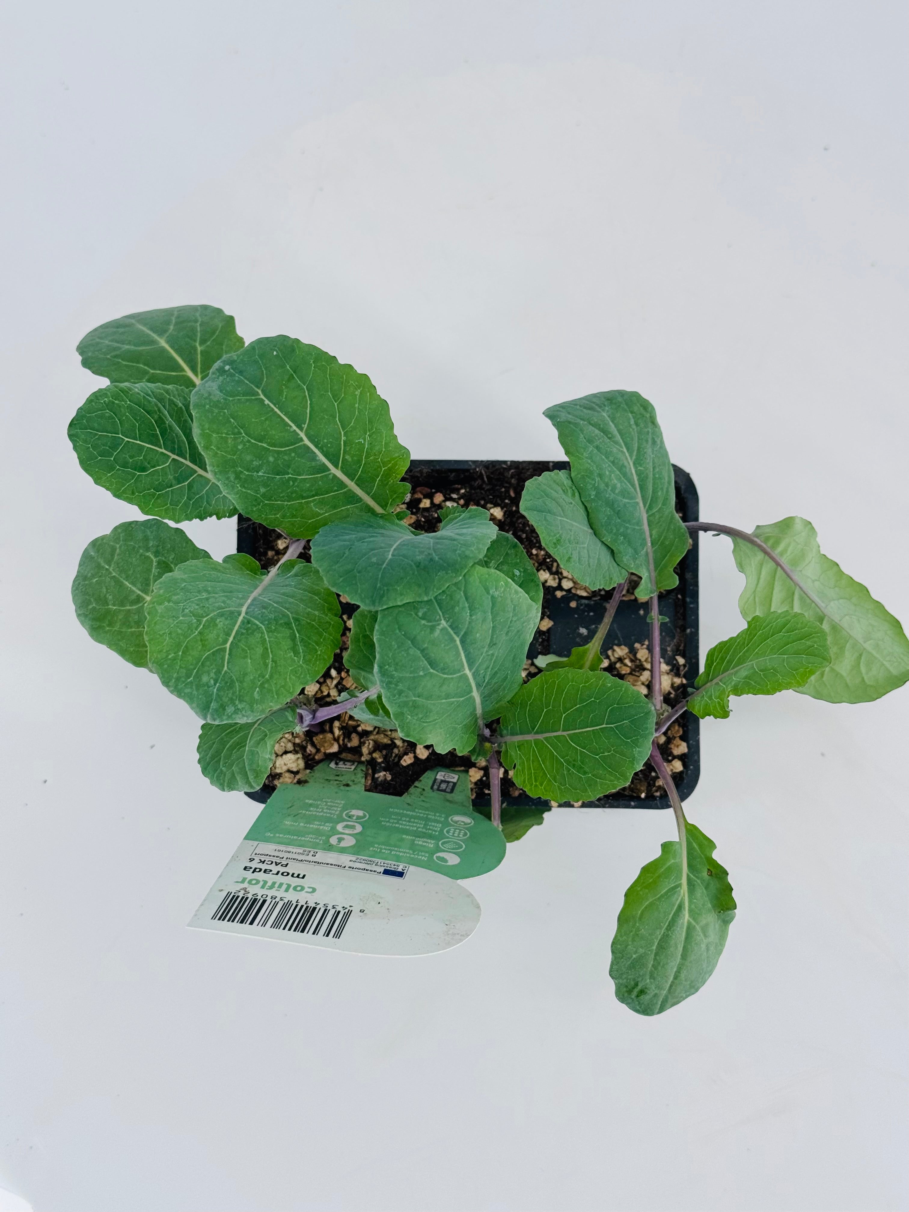 Plantón de coliflor morada joven en maceta negra con hojas verdes y tallos violetas.