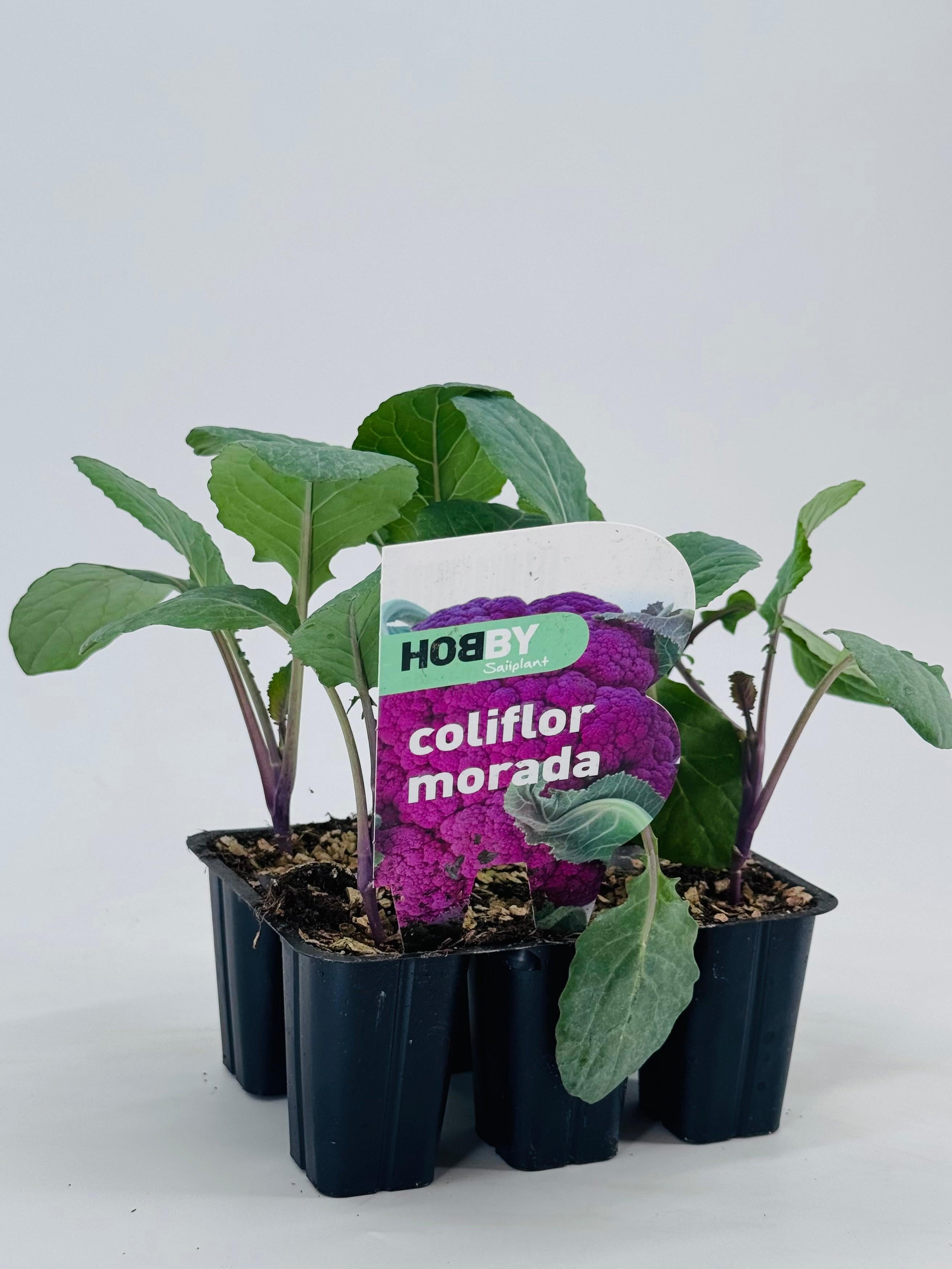 Pack de 6 plantones de coliflor morada en macetas negras con etiqueta "Hobby coliflor morada".