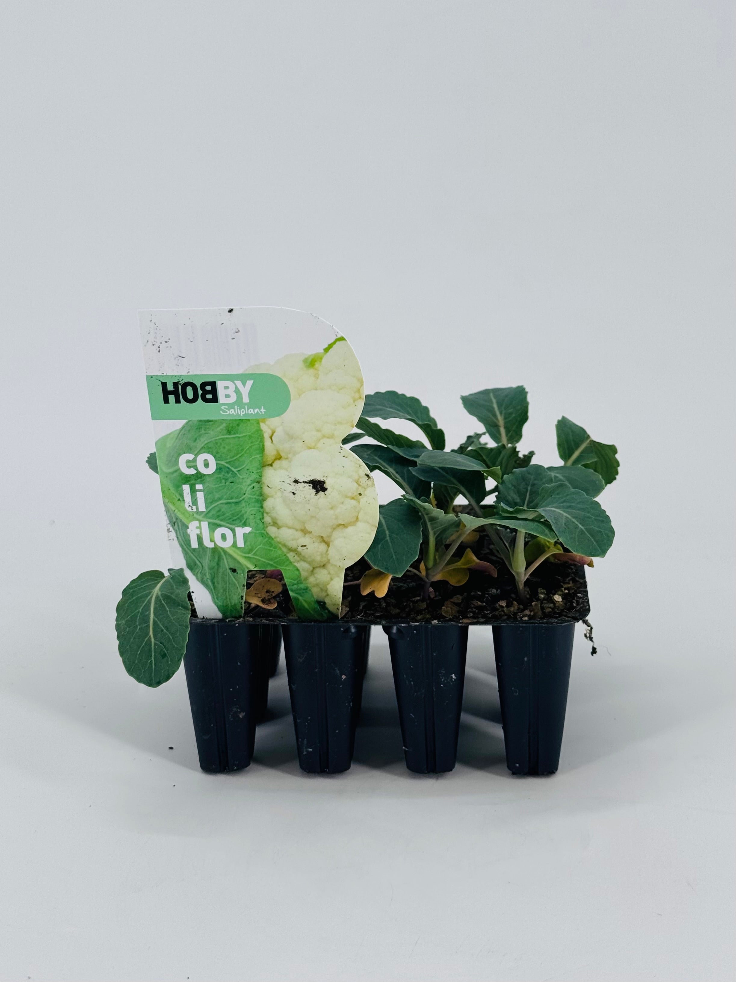 Pack de 12 plantas jóvenes de coliflor blanca en macetas negras, listas para trasplantar.