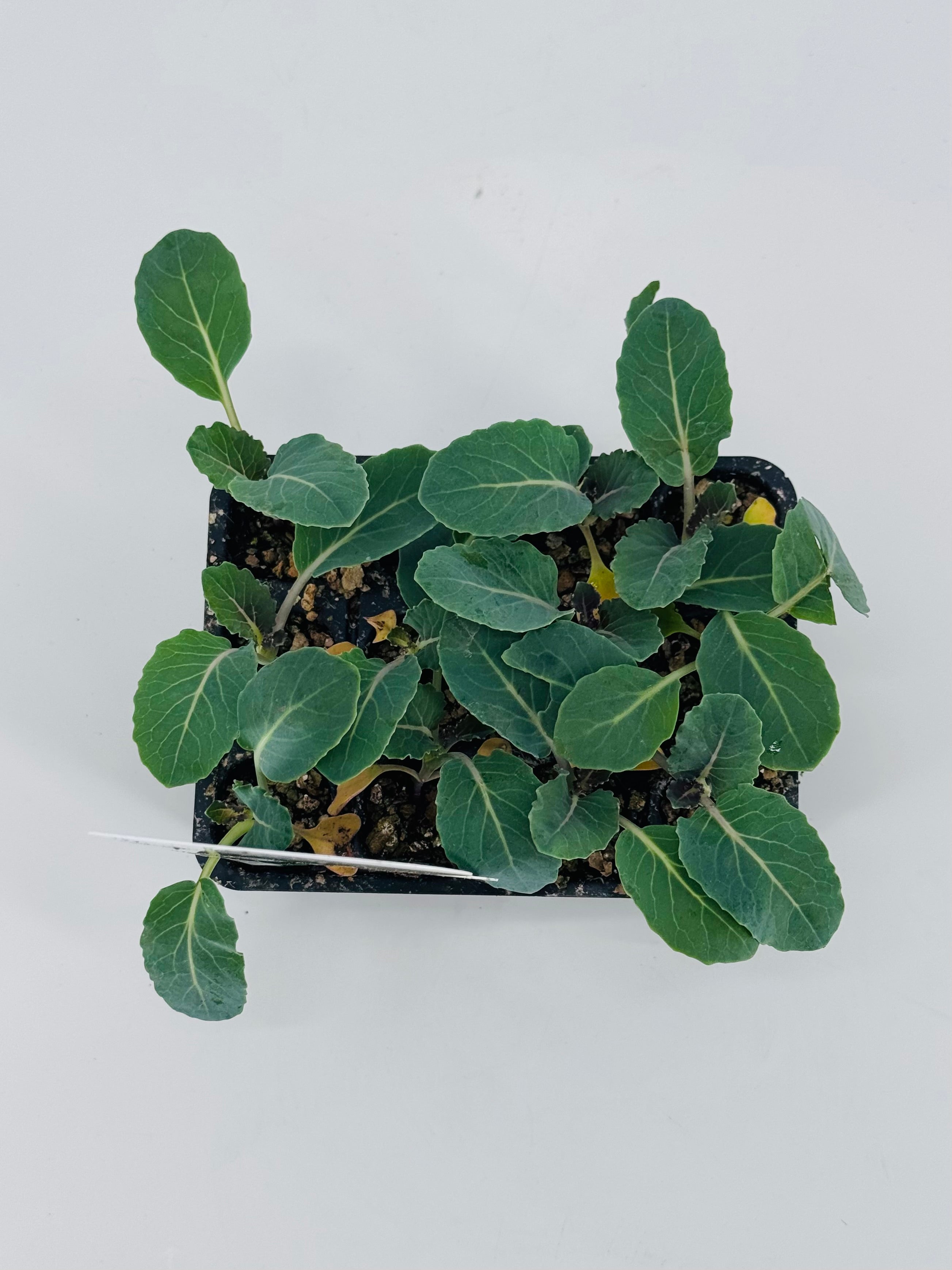 Pack de 12 plantas jóvenes de coliflor con hojas verdes en macetas negras, listas para trasplantar.
