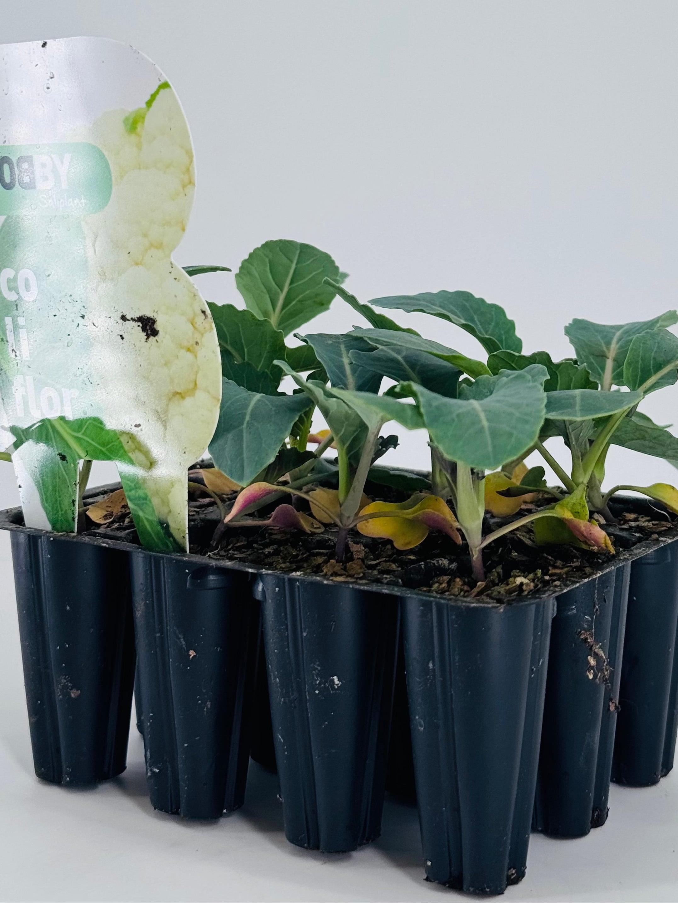 Pack de 12 plantas jóvenes de coliflor blanca en semillero negro, listas para trasplantar.