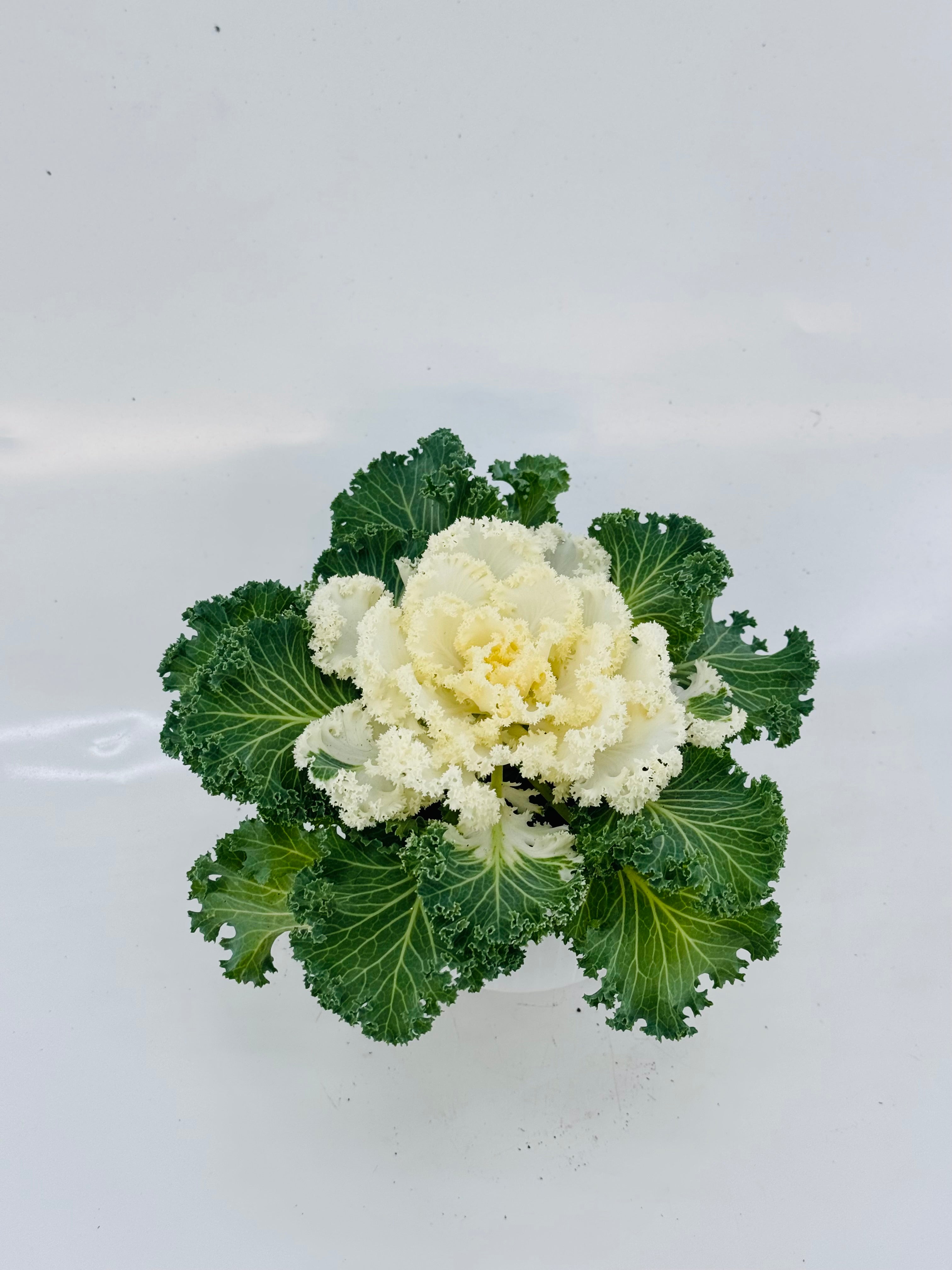 COL BRASSICA  SURTIDA