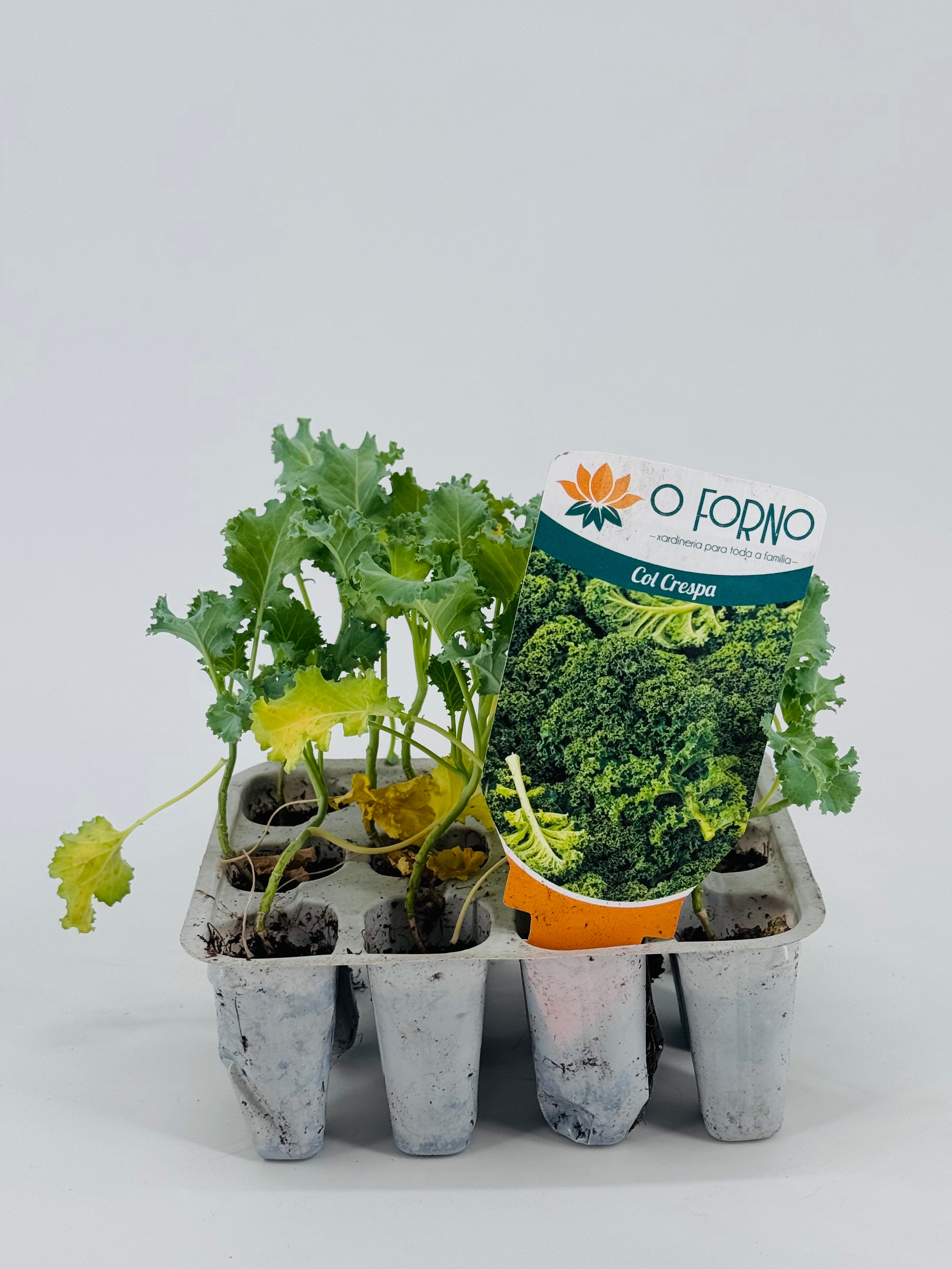 COL KALE CRESPA PACK 12UND