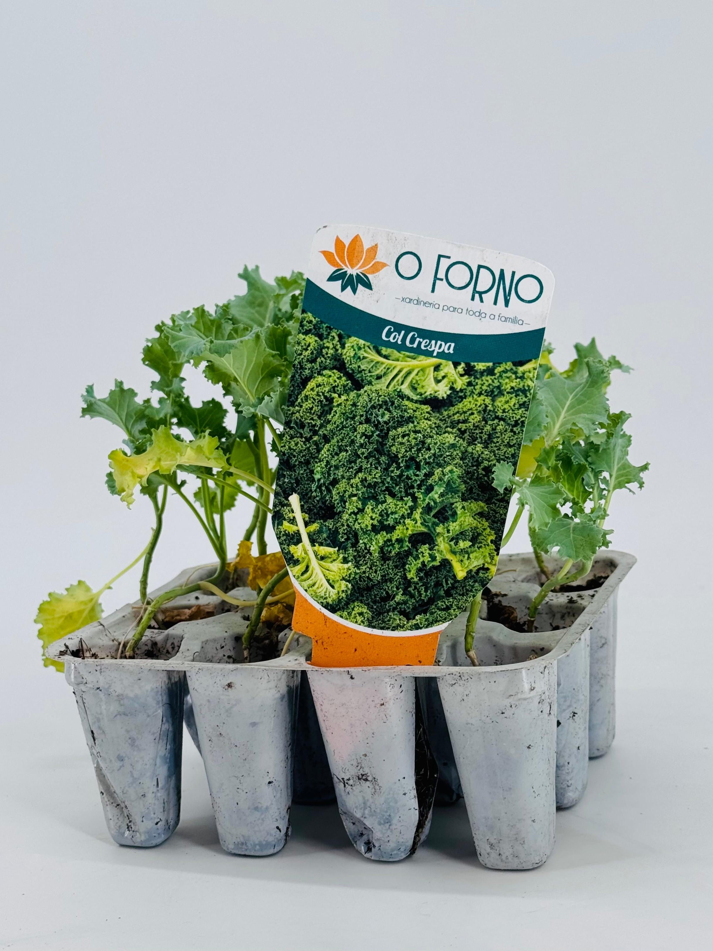 COL KALE CRESPA PACK 12UND