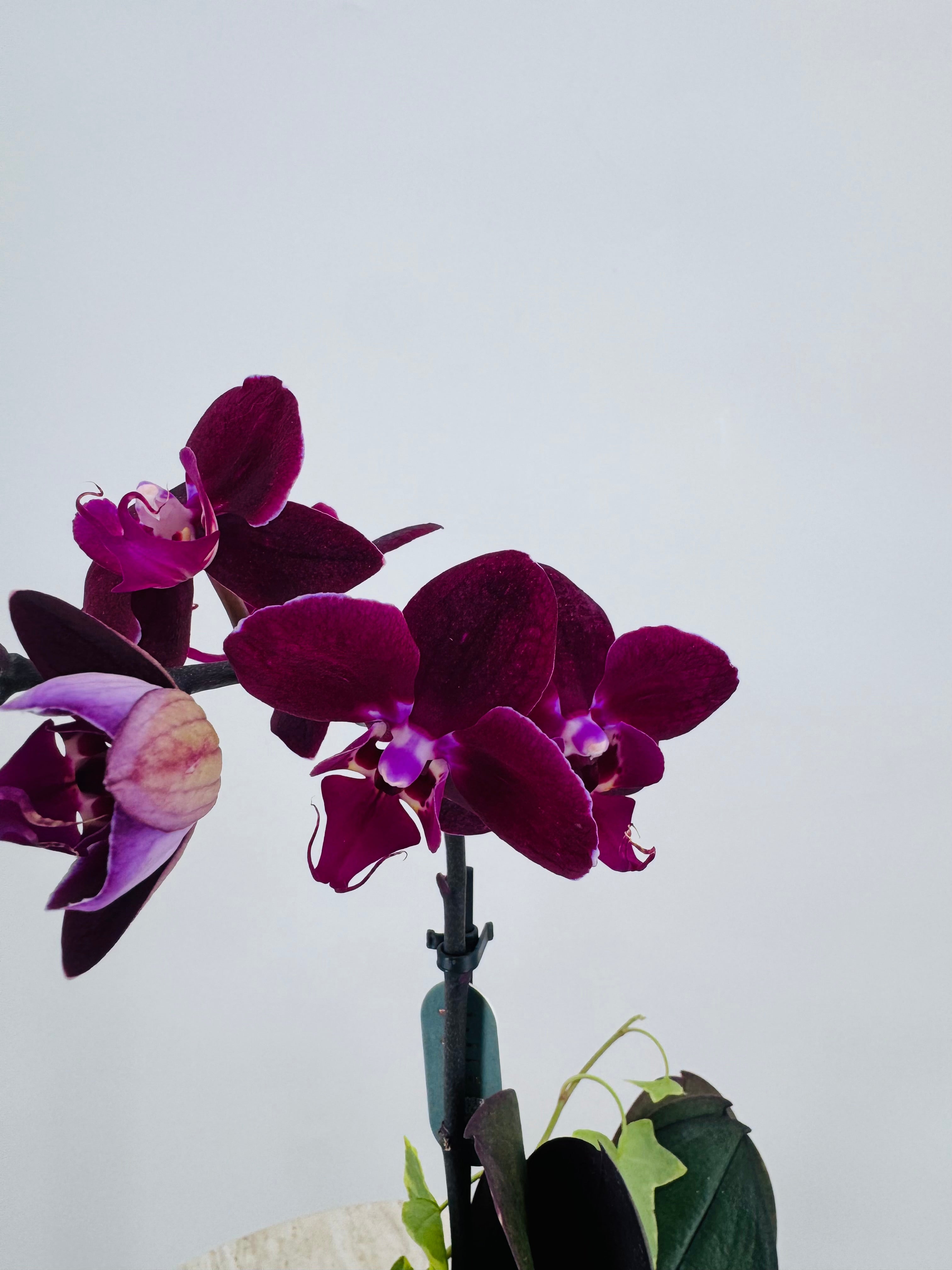 COMPOSICION FLOR 19,95