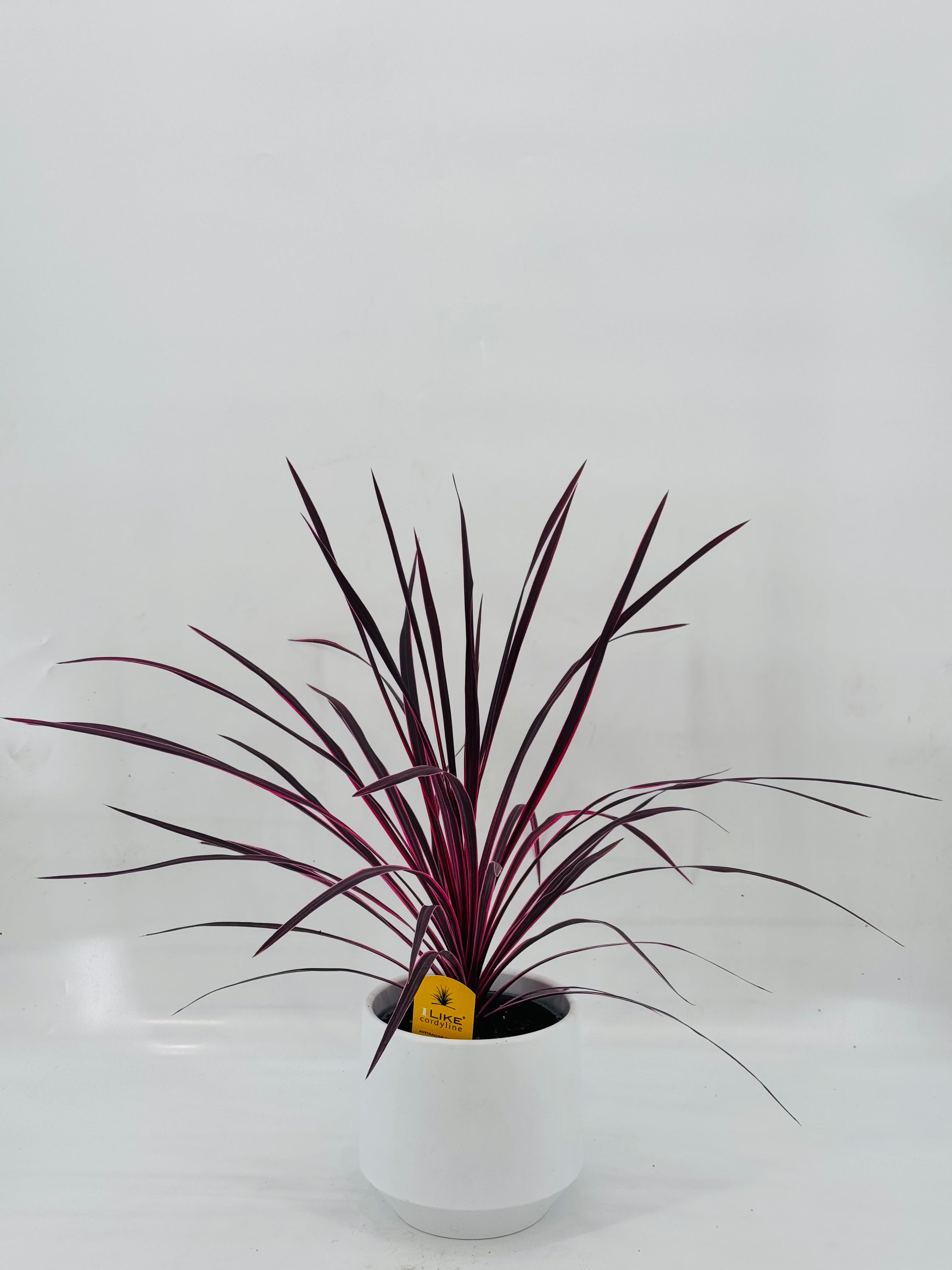 CORDYLINE PINK PASSION C27