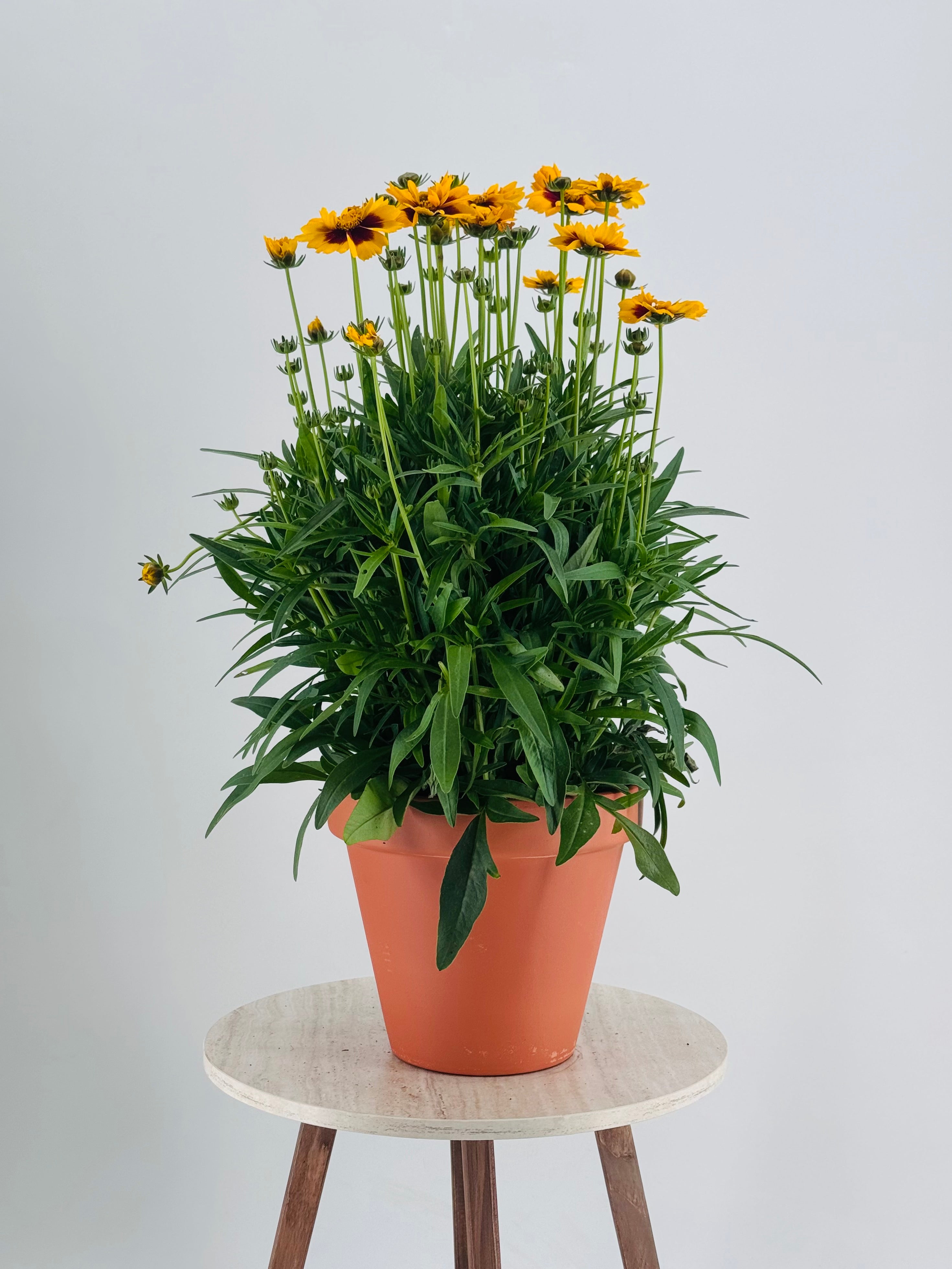 COREOPSIS GRANDIFLORA 1,6L