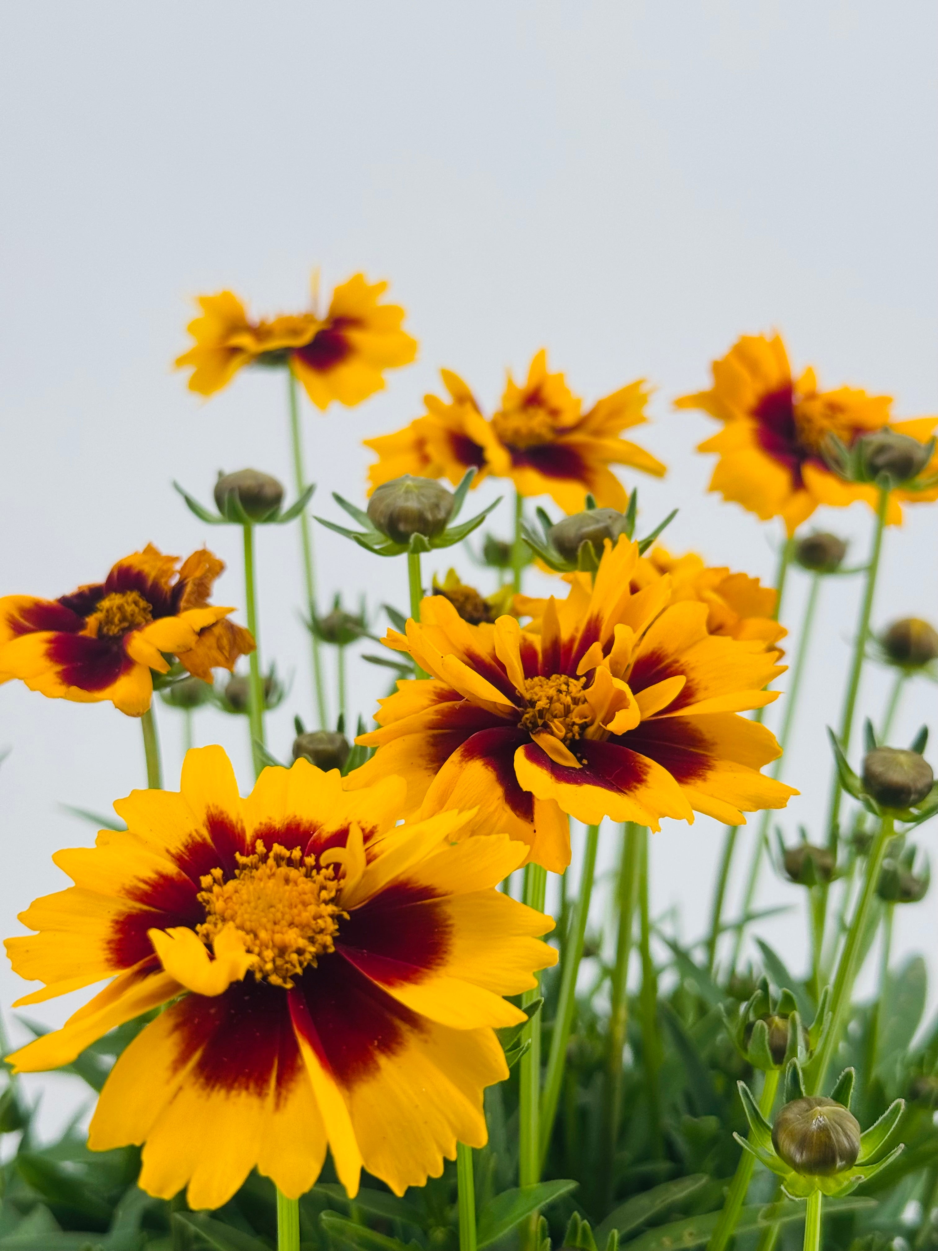 COREOPSIS GRANDIFLORA 1,6L