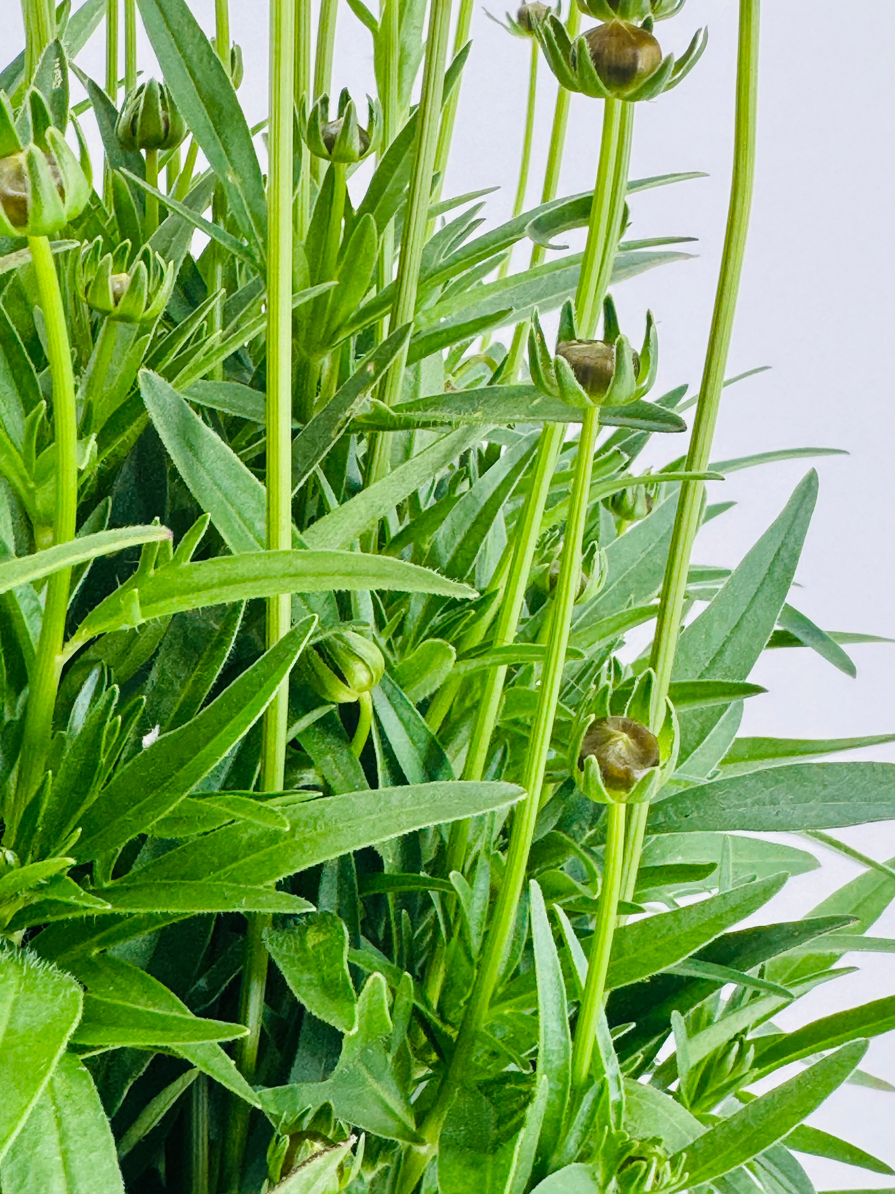 COREOPSIS GRANDIFLORA 1,6L