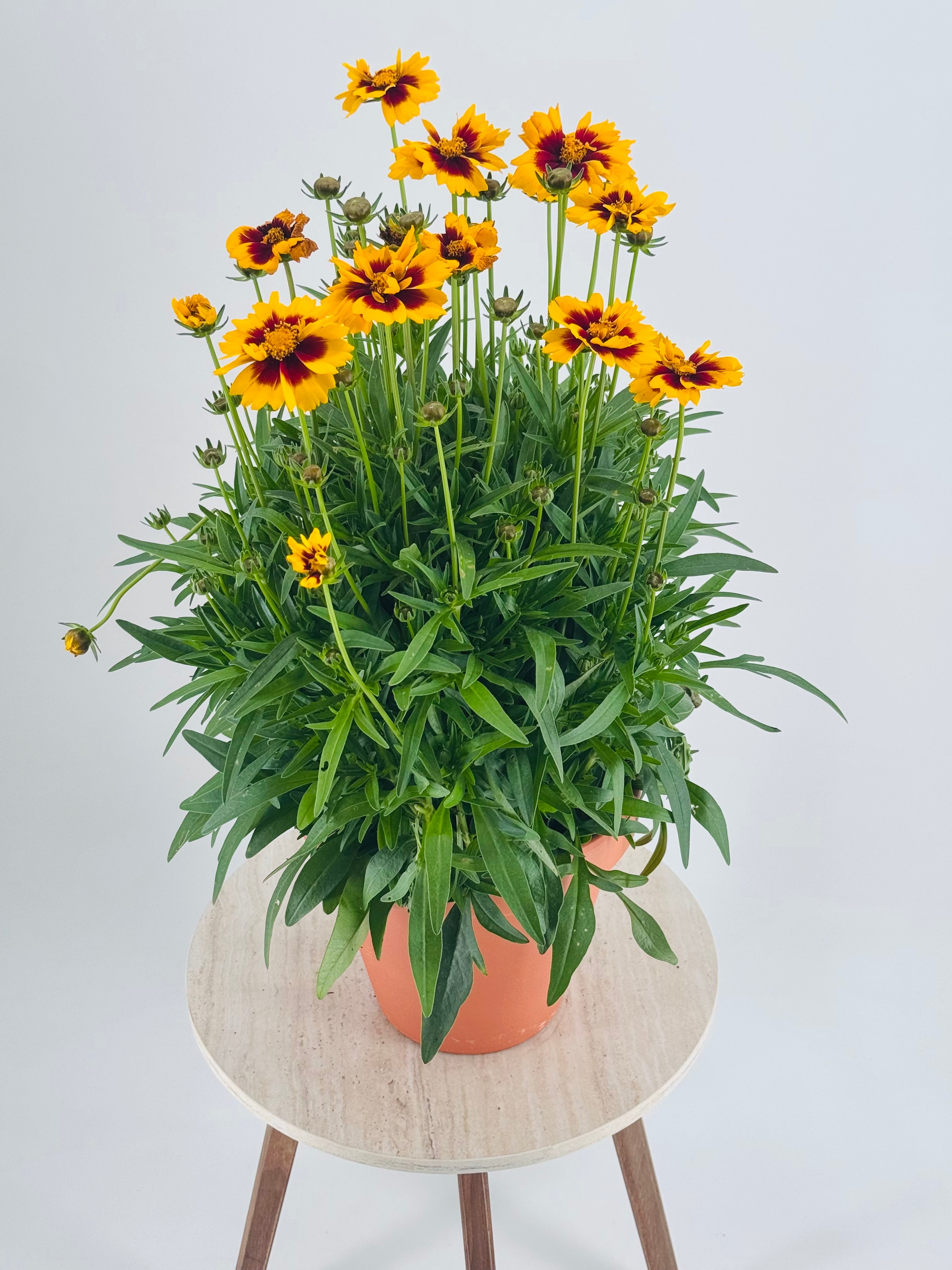 COREOPSIS GRANDIFLORA 1,6L