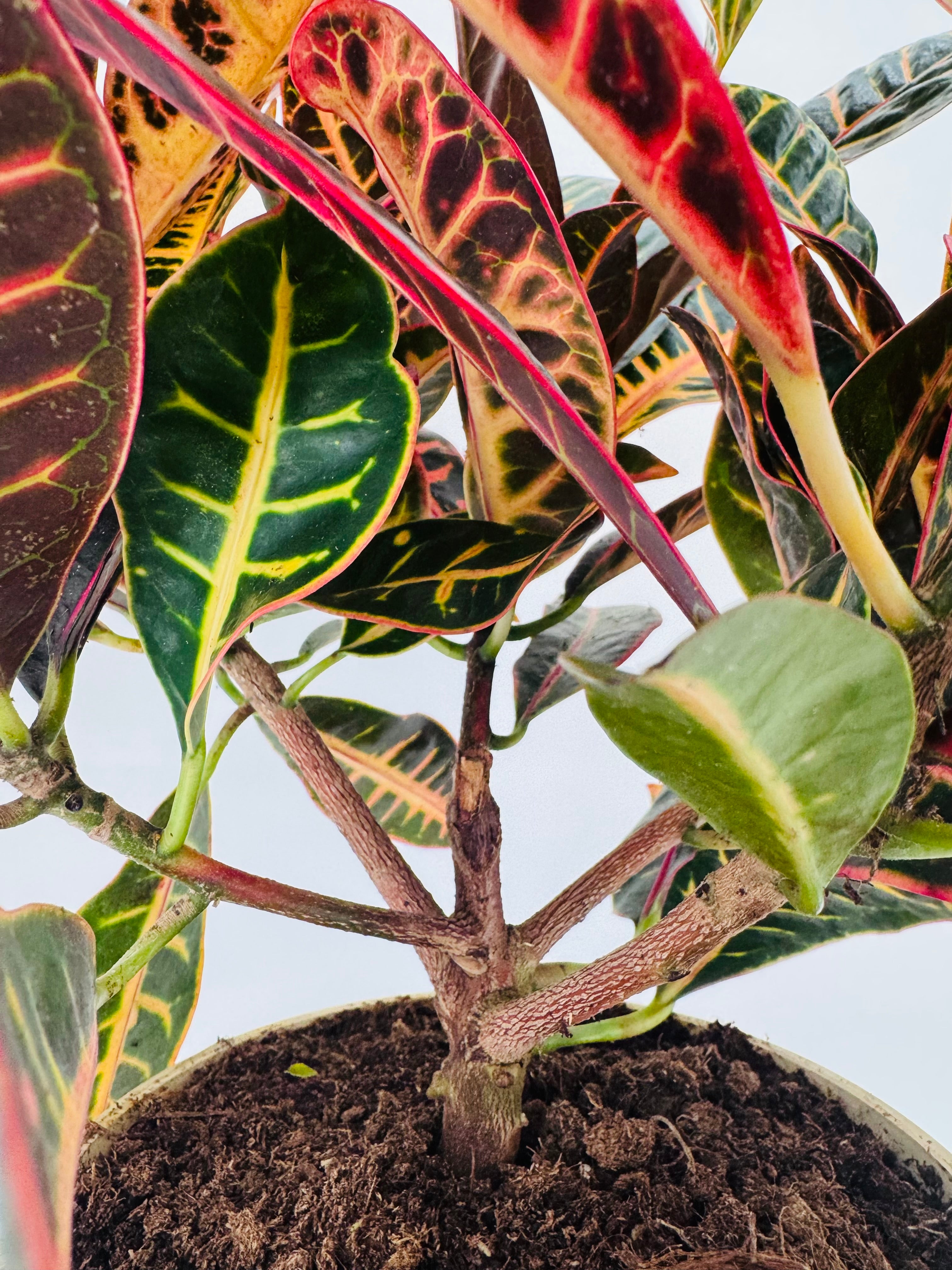 CROTON PETRA RAMIFICADO C20