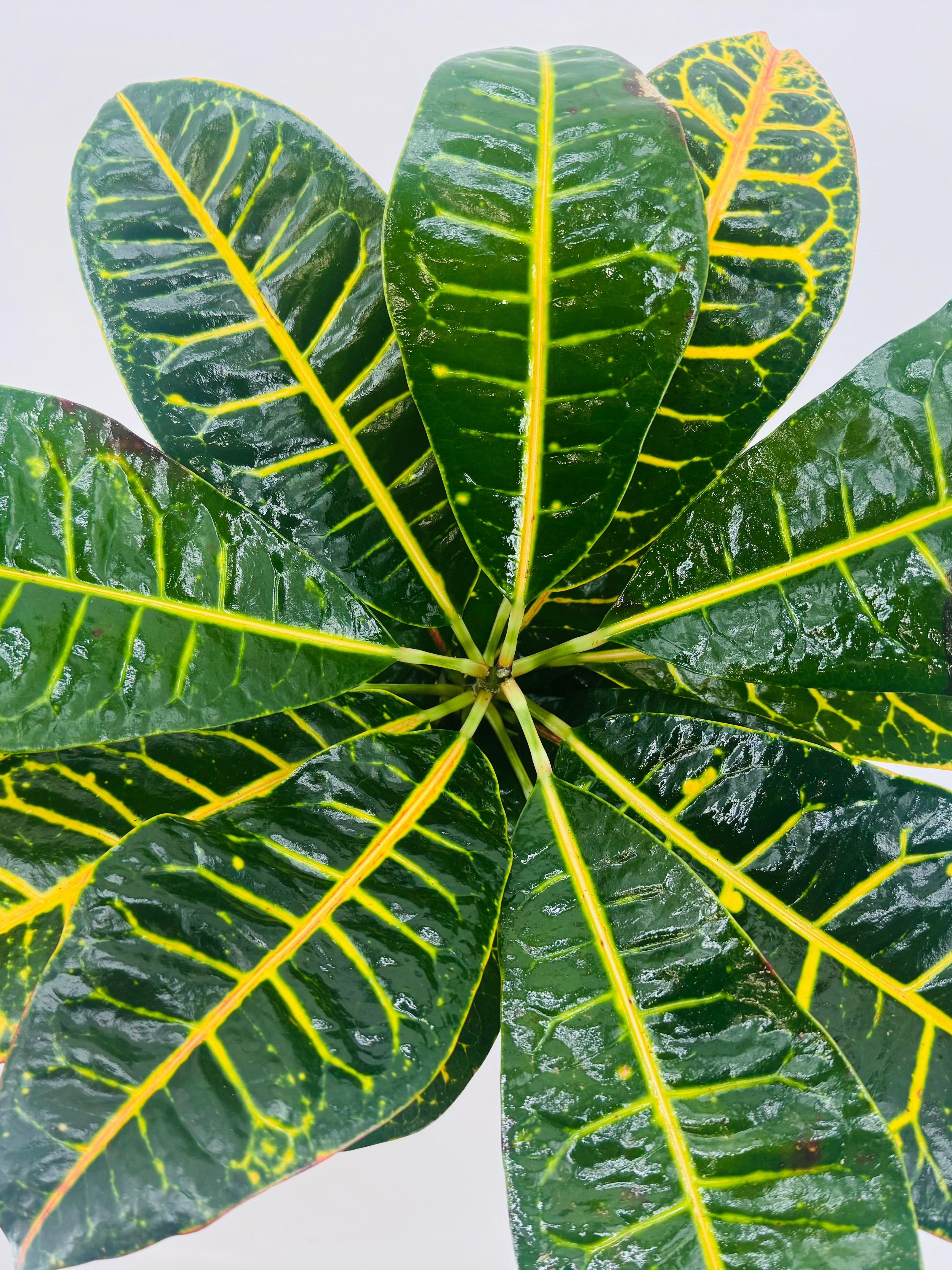 CROTON PETRA C14
