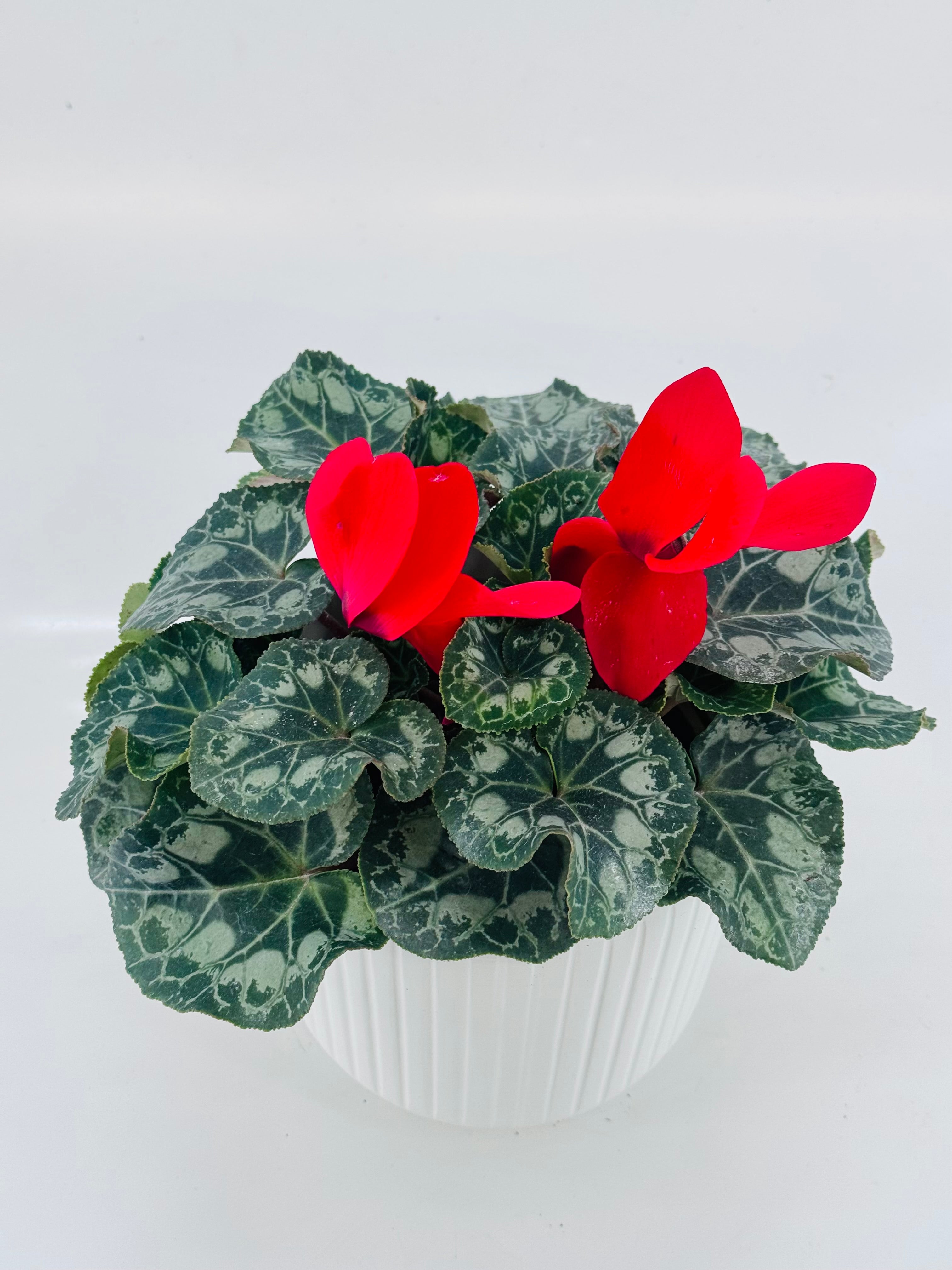 CYCLAMEN