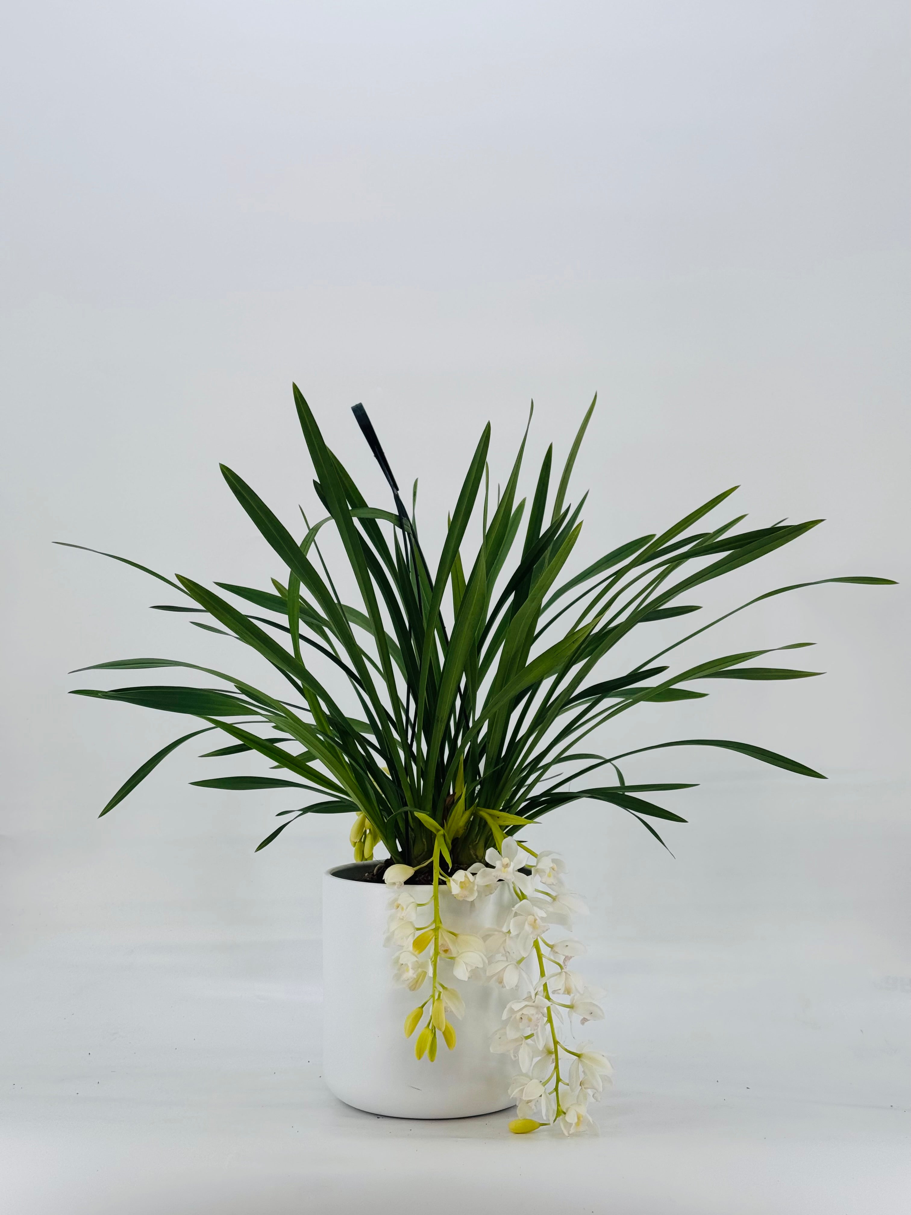 CYMBIDIUM CASCADE 1T