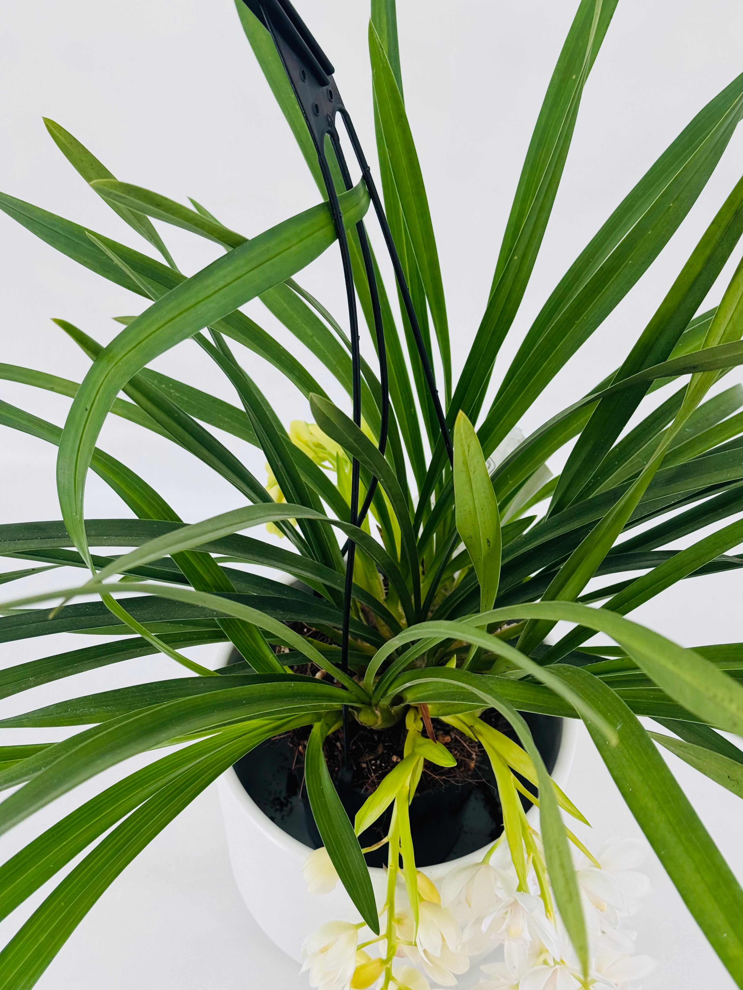 CYMBIDIUM CASCADE 1T