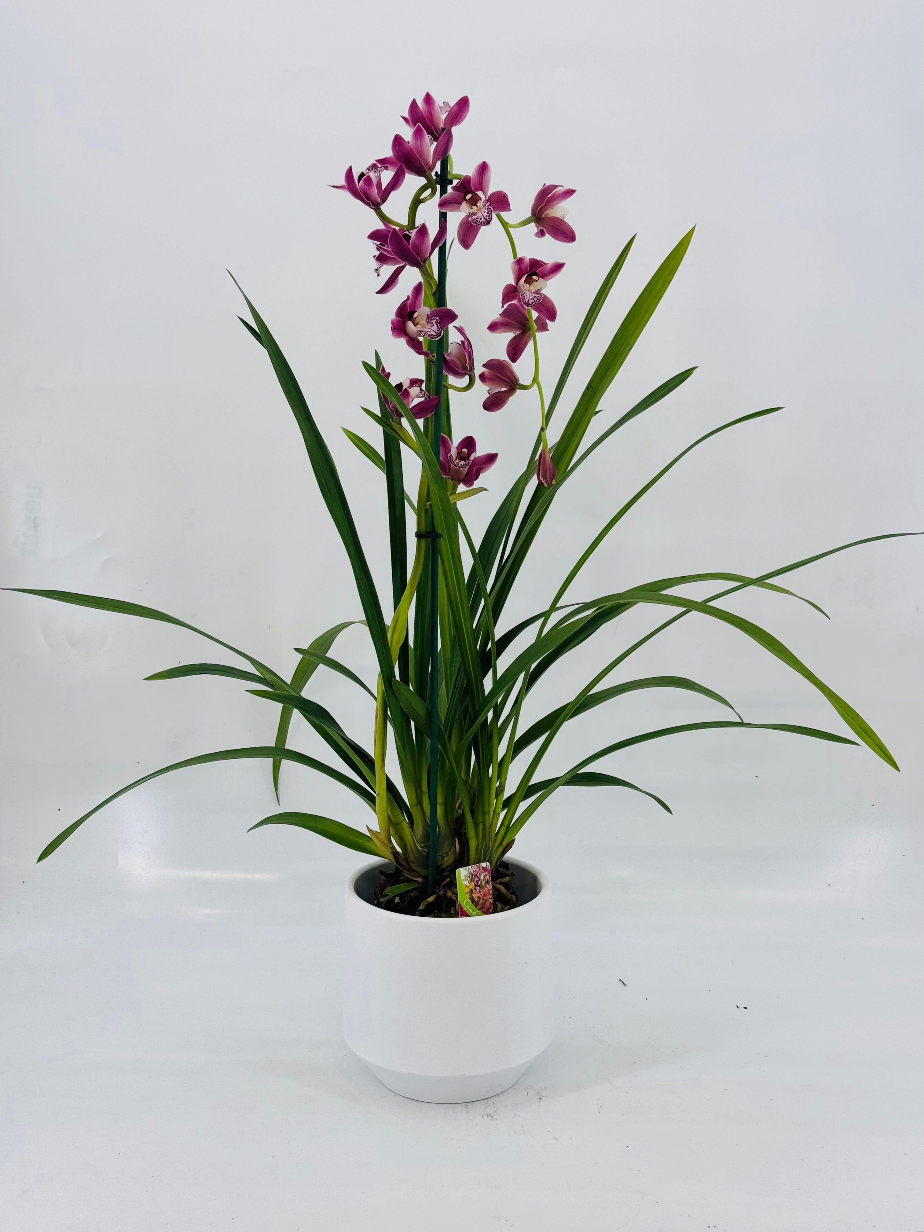 CYMBIDIUM MIX 1 VARA M14