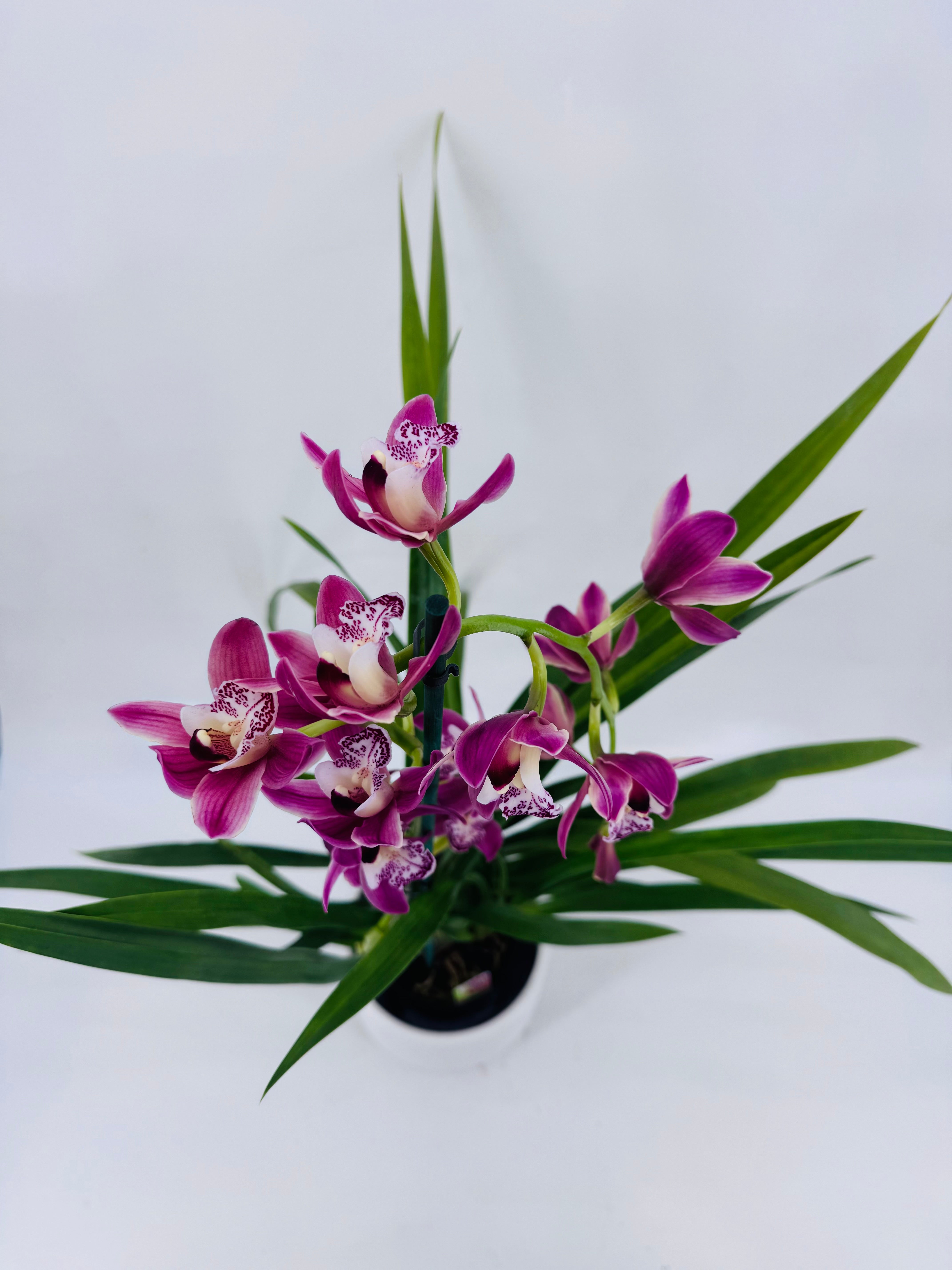 CYMBIDIUM MIX 1 VARA M14