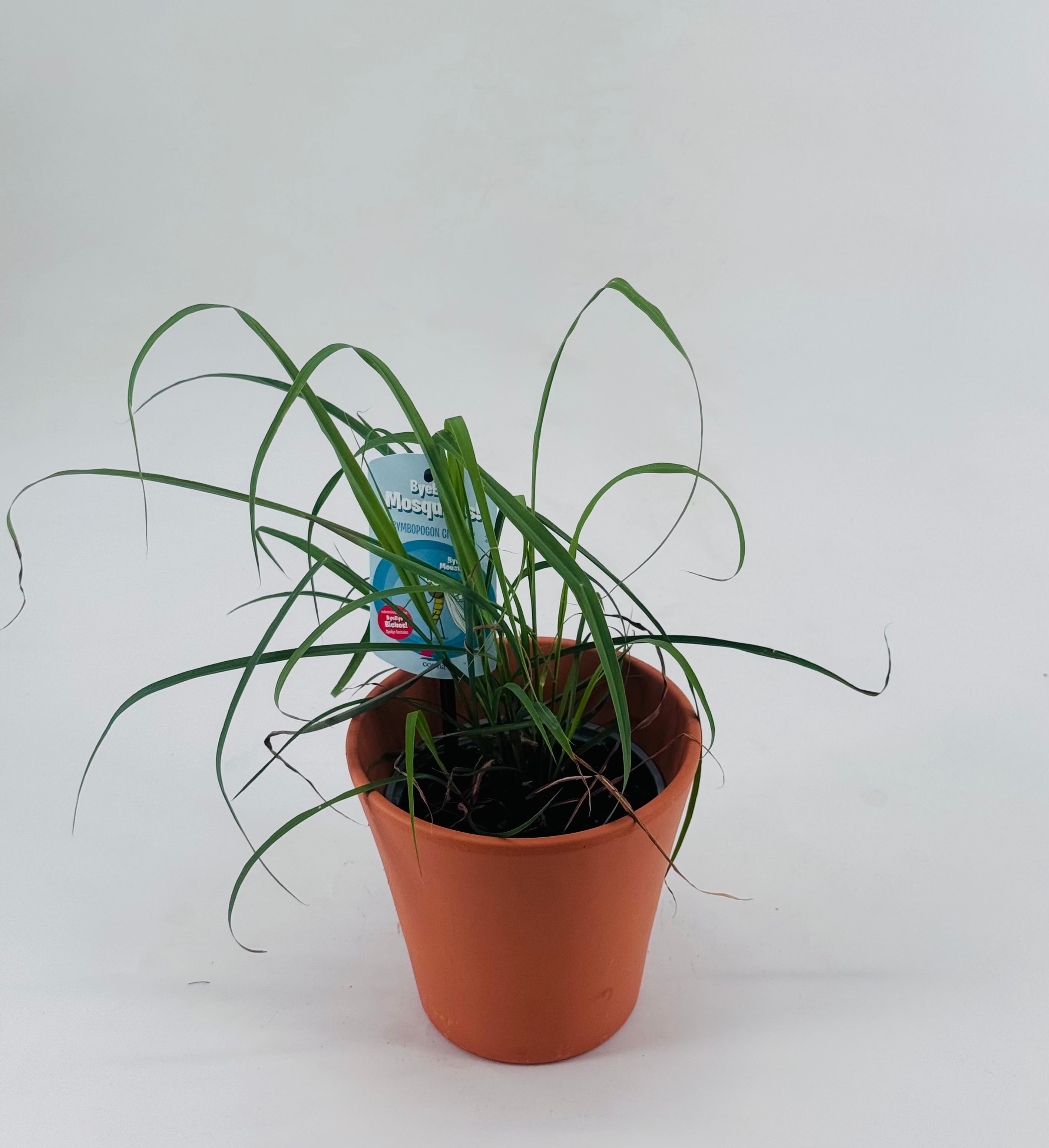 CYMBOPOGON CITRATRUS CITRONELA M13