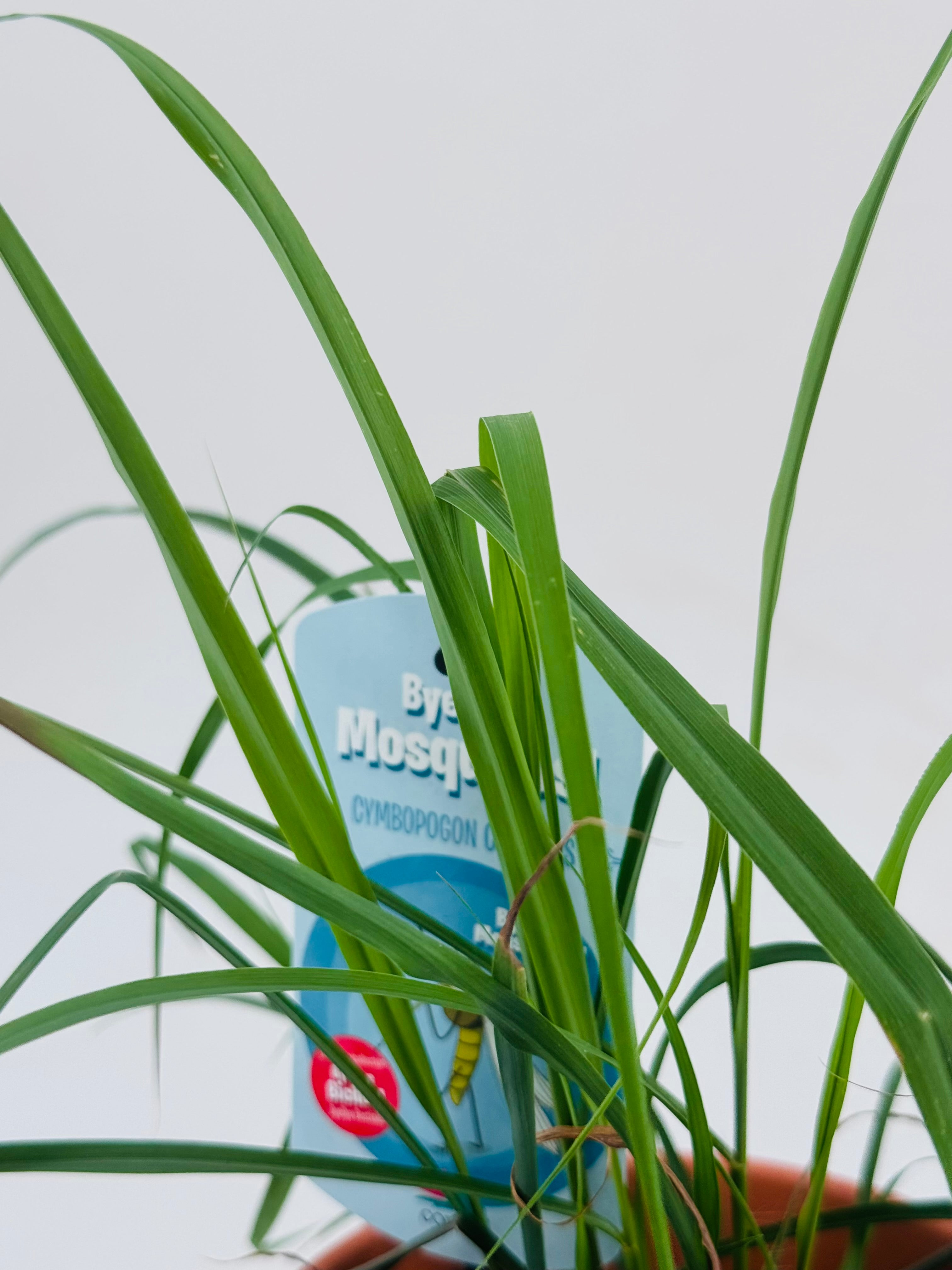 CYMBOPOGON CITRATRUS CITRONELA M13