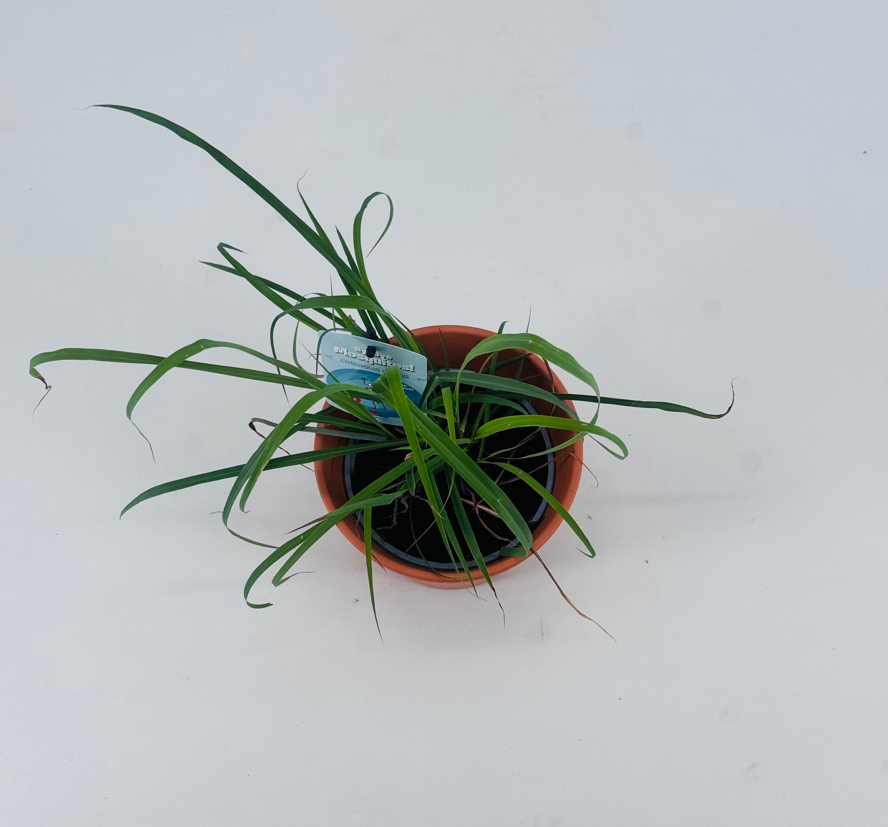 CYMBOPOGON CITRATRUS CITRONELA M13