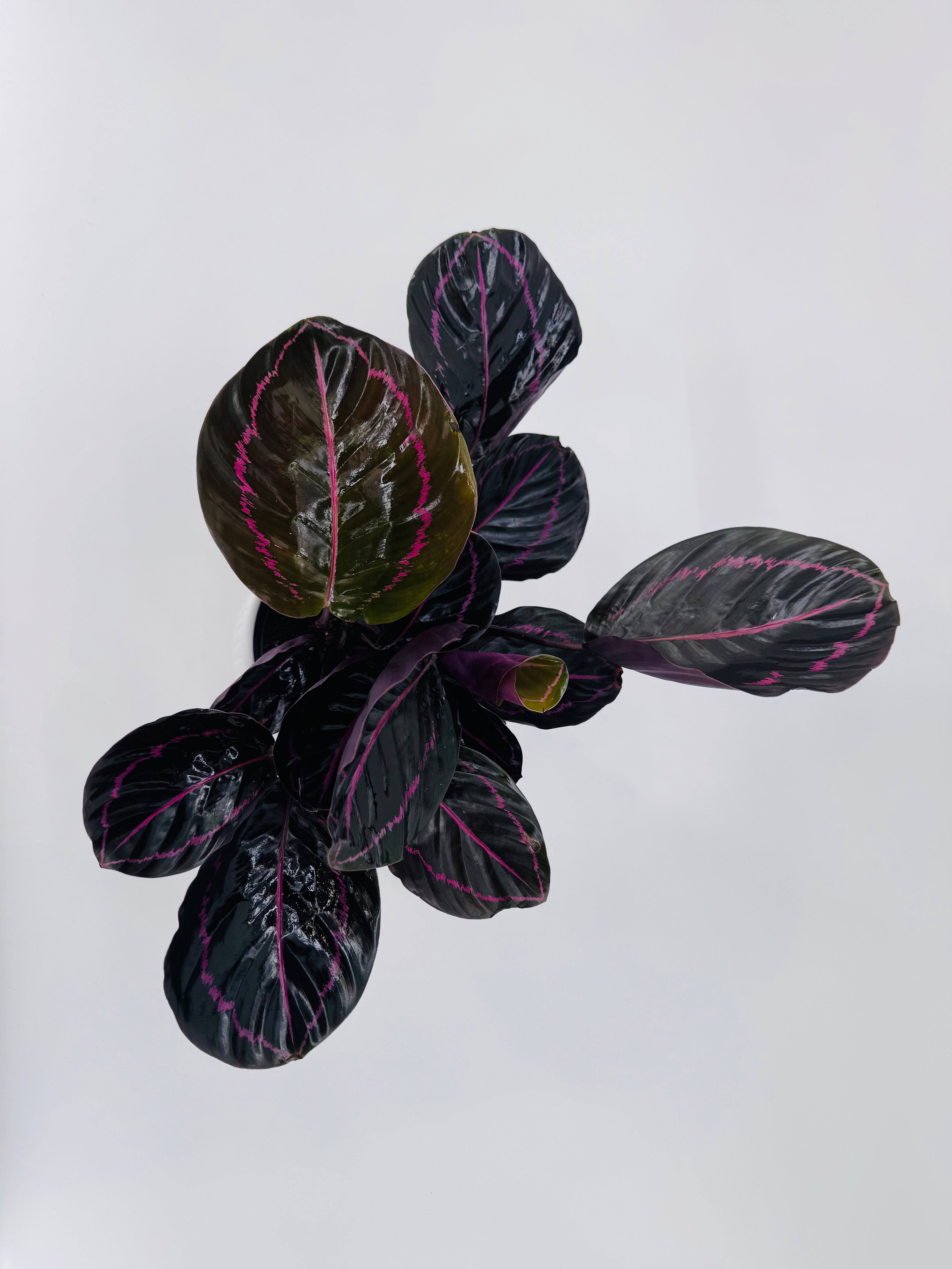 CALATHEA ROS. DOTTIE