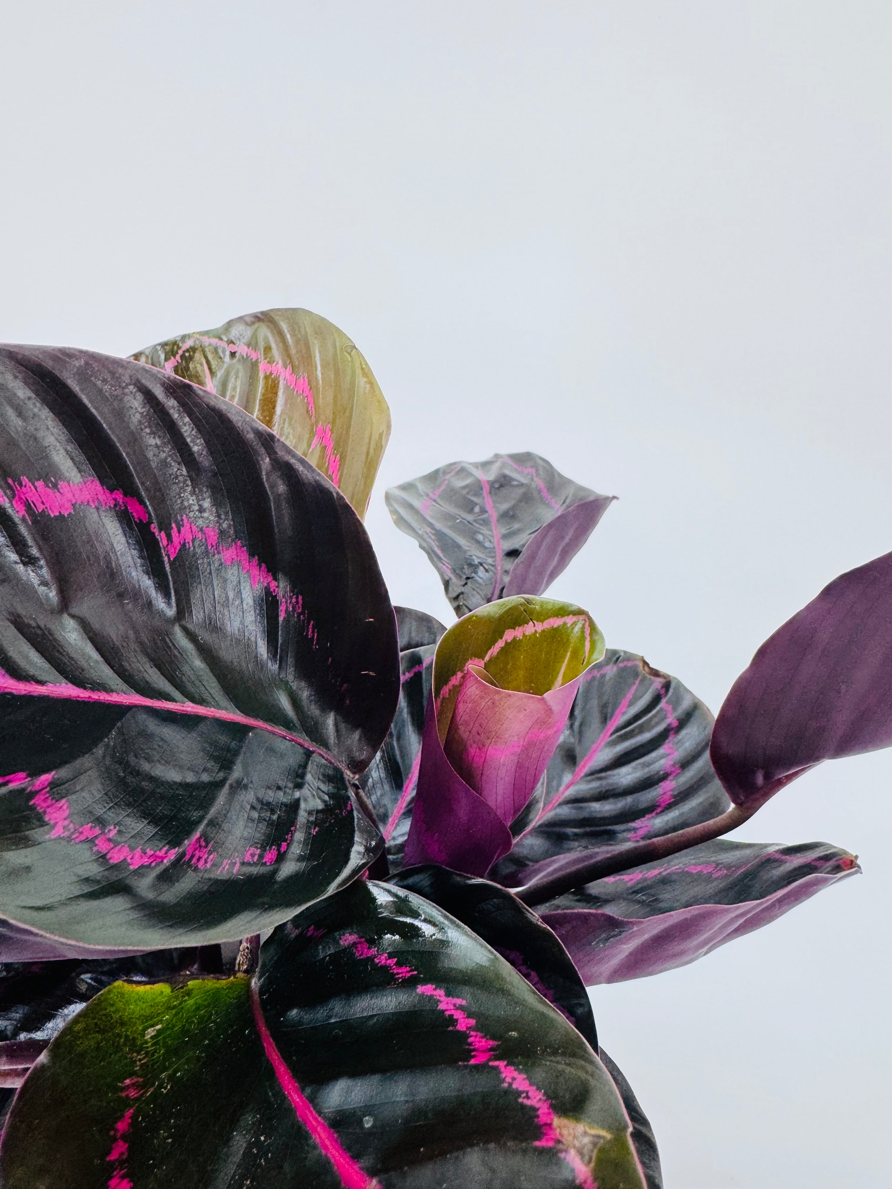 CALATHEA ROS. DOTTIE
